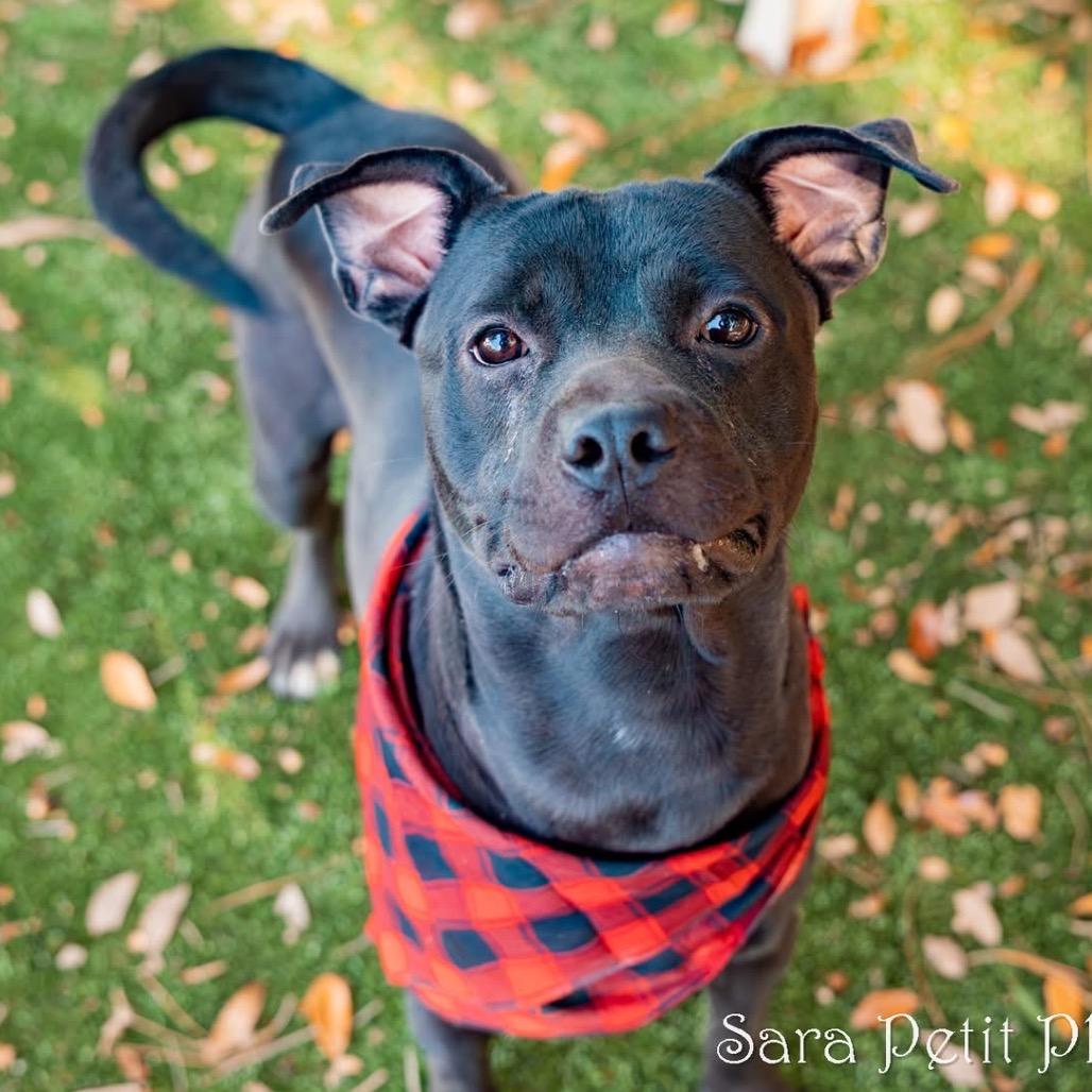 Enlarge Bilbo, a Adoptable Mixed Breed in Milton, FL image 1/6