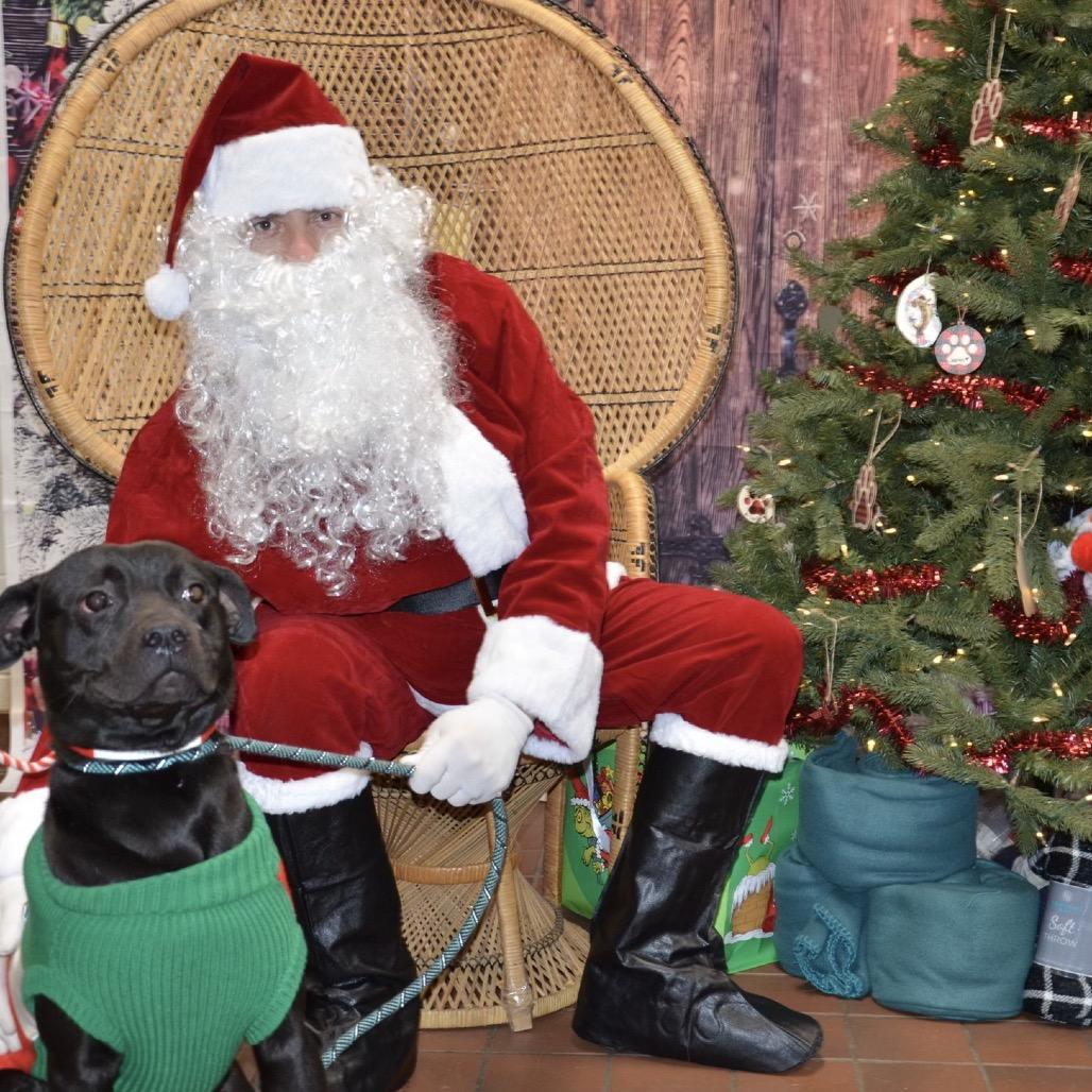 Bilbo, Adoptable, Adult Male Mixed Breed.