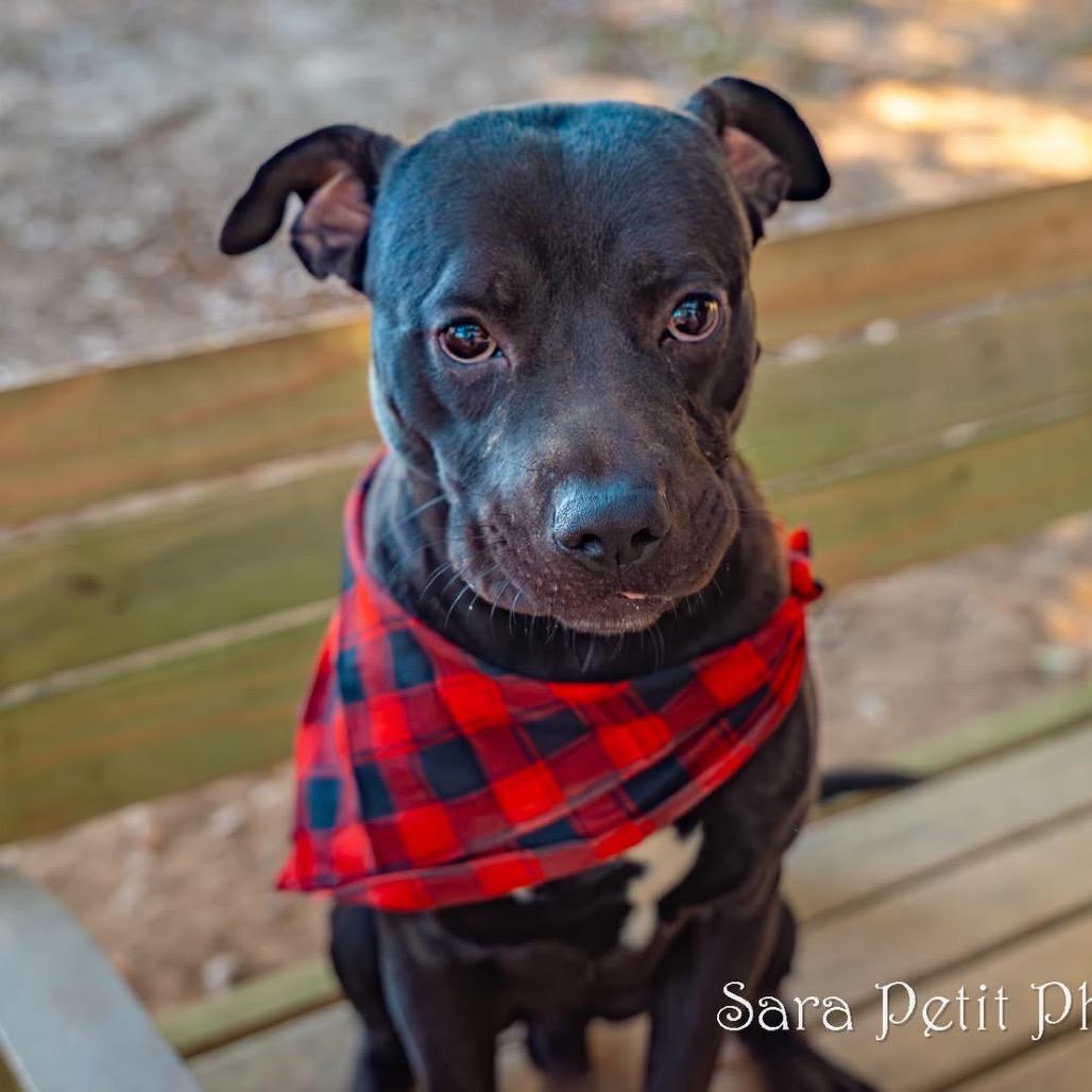 Bilbo, a Adoptable Mixed Breed in Milton, FL image 2/6