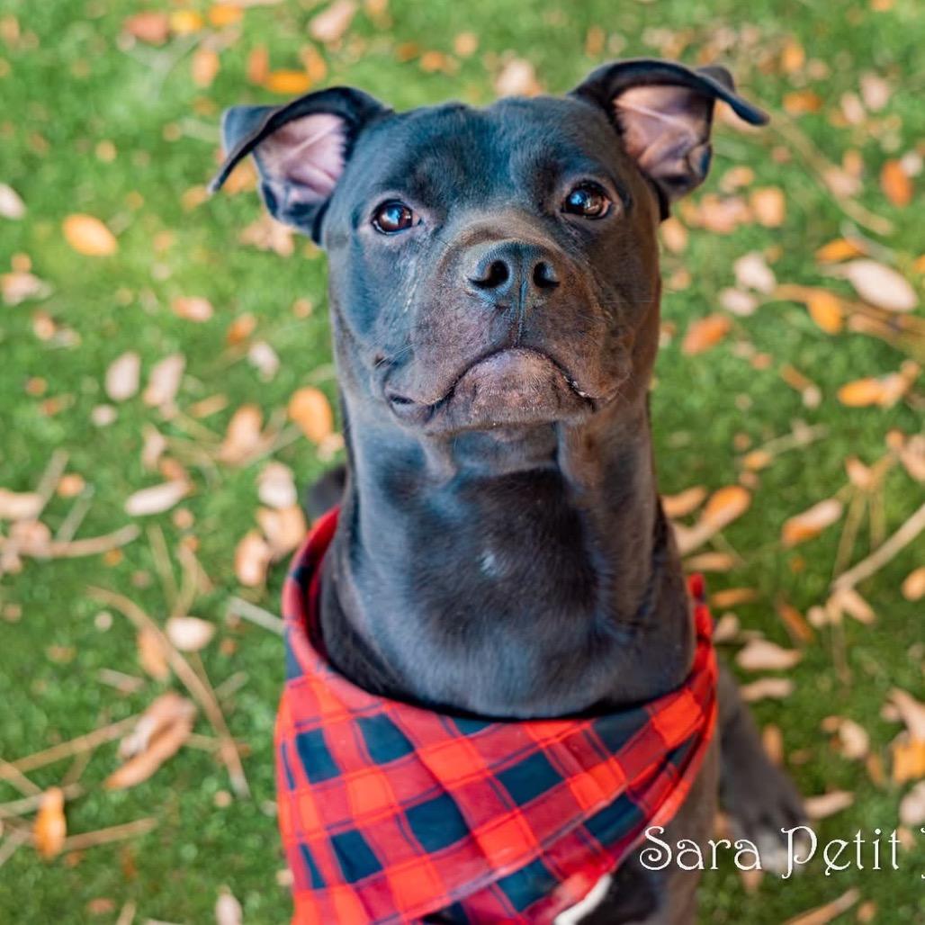 Bilbo, a Adoptable Mixed Breed in Milton, FL image 4/6