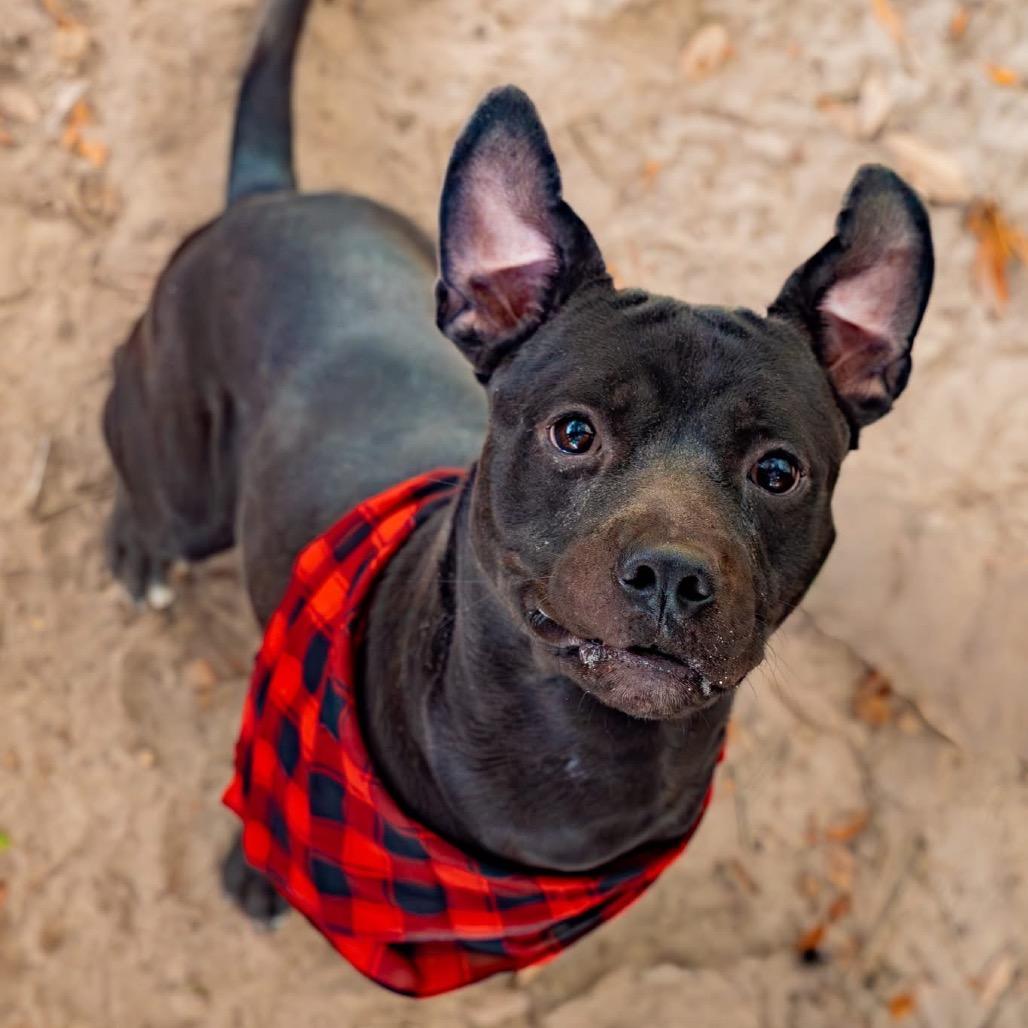 Bilbo, a Adoptable Mixed Breed in Milton, FL image 5/6