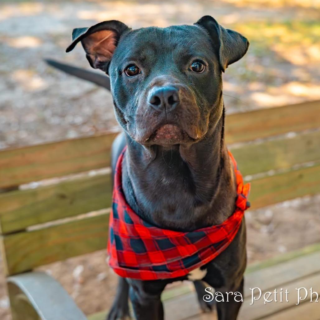 Bilbo, a Adoptable Mixed Breed in Milton, FL image 6/6