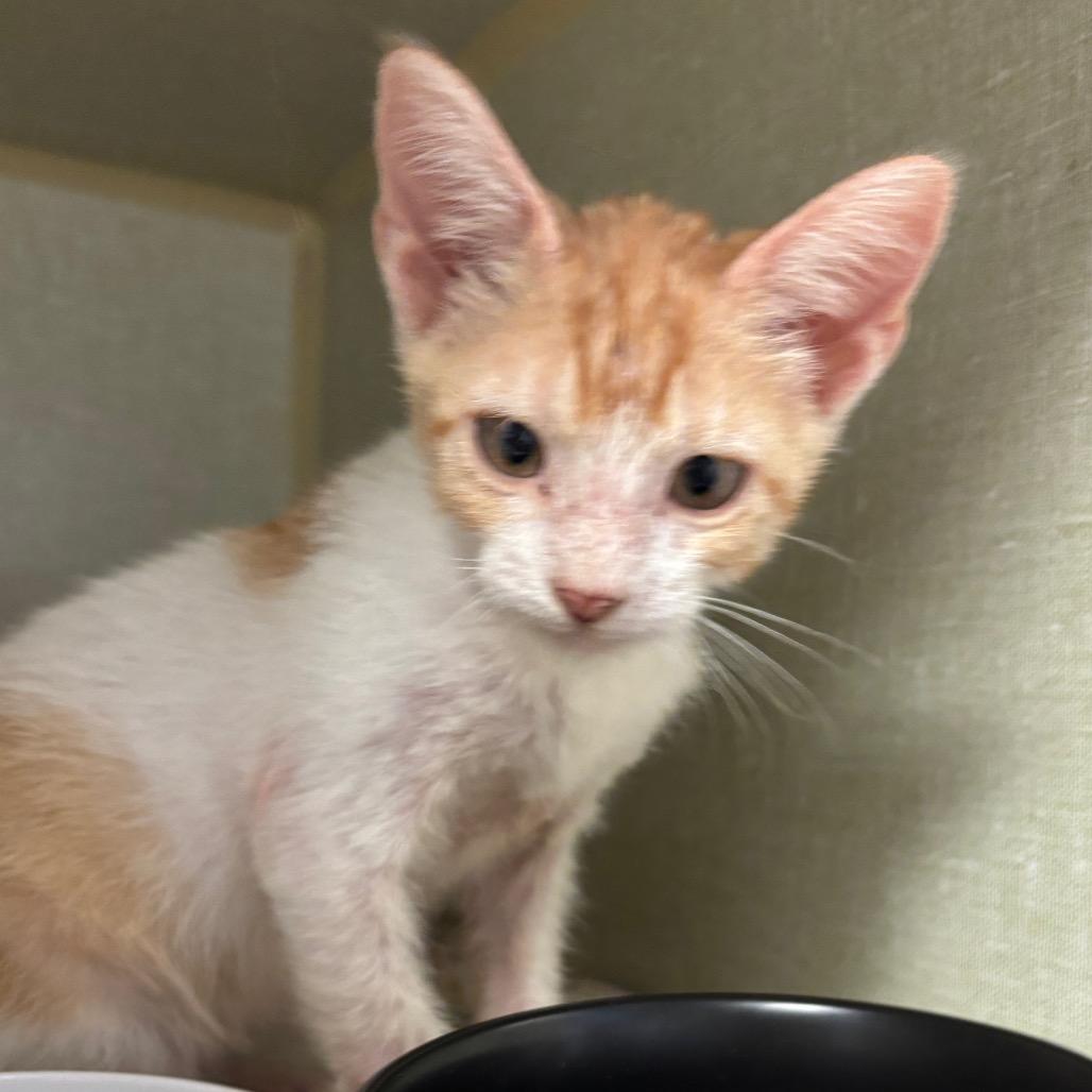 Pearl Jam, Adoptable, Young Male Domestic Short Hair.