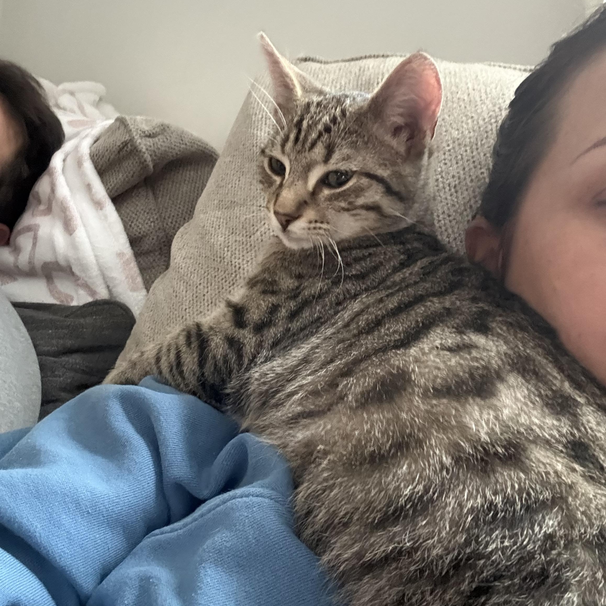 Enlarge Binx, an adopted Domestic Short Hair in Lincoln University, PA image 1/4