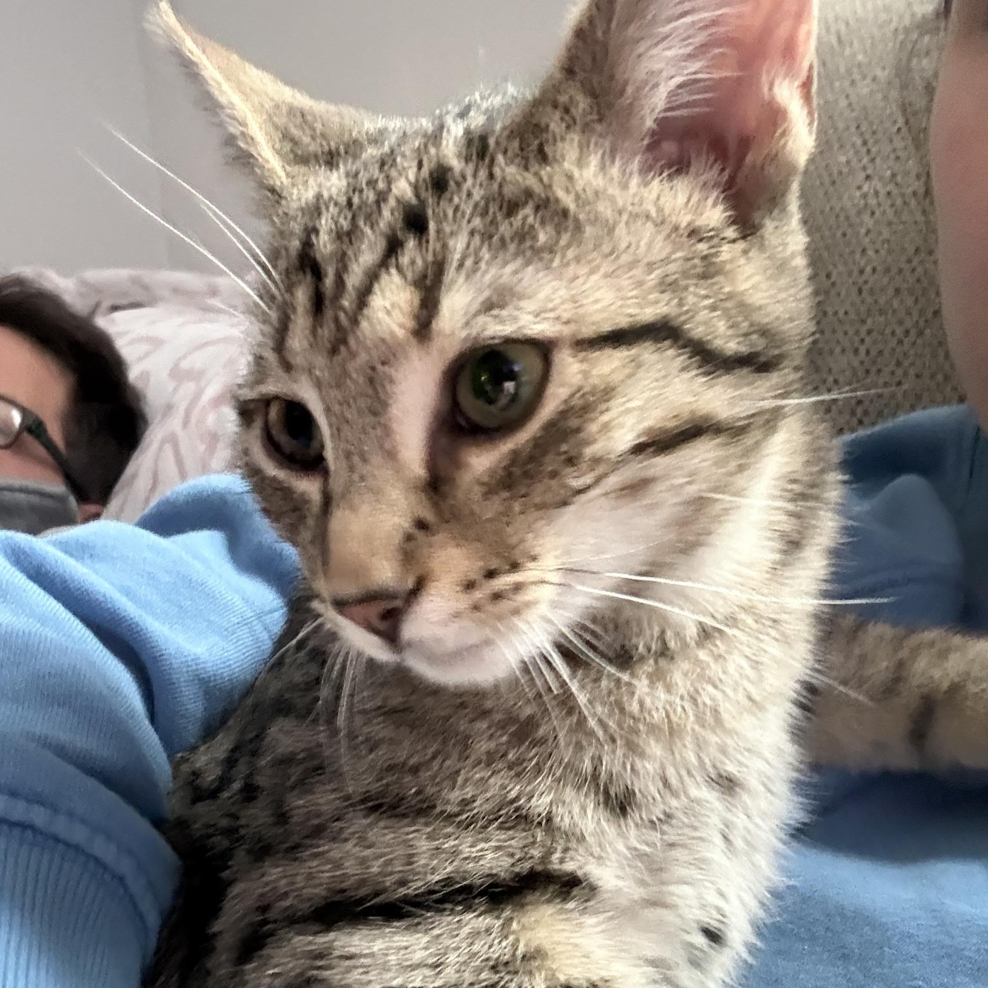 Binx — thumbnail 2