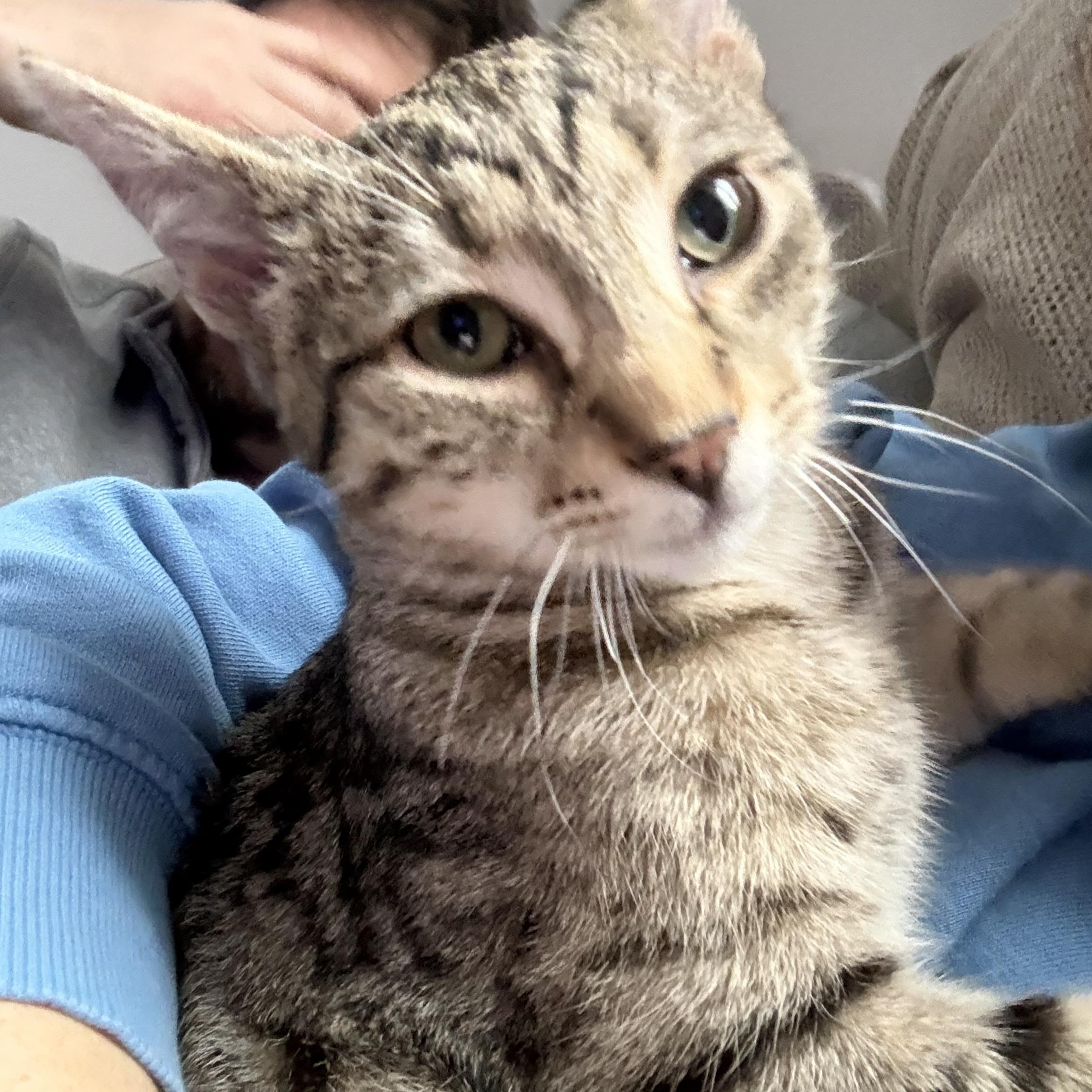 Binx — thumbnail 3