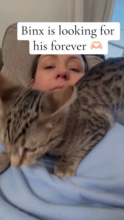 Enlarge Binx, an adopted Domestic Short Hair in Lincoln University, PA video 3/4