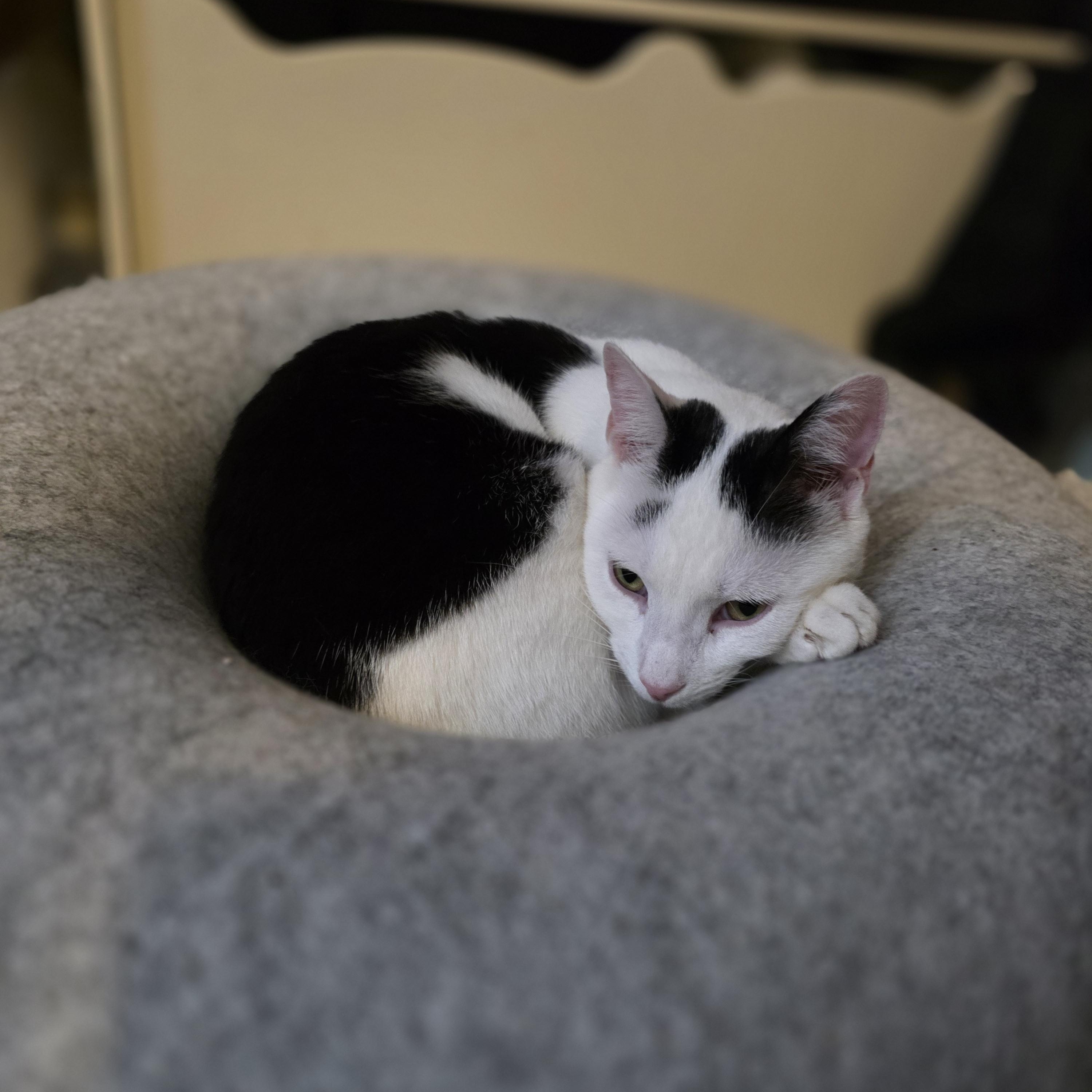 Enlarge Ethan Allen, a ADOPTABLE Domestic Short Hair in Brooklyn, NY image 3/3