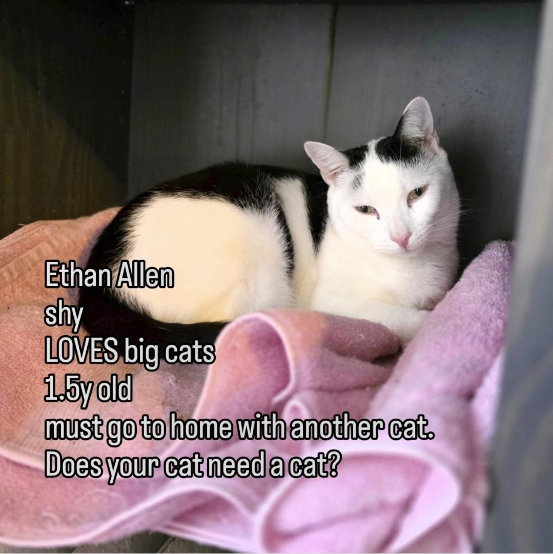 Enlarge Ethan Allen, a ADOPTABLE Domestic Short Hair in Brooklyn, NY image 1/3