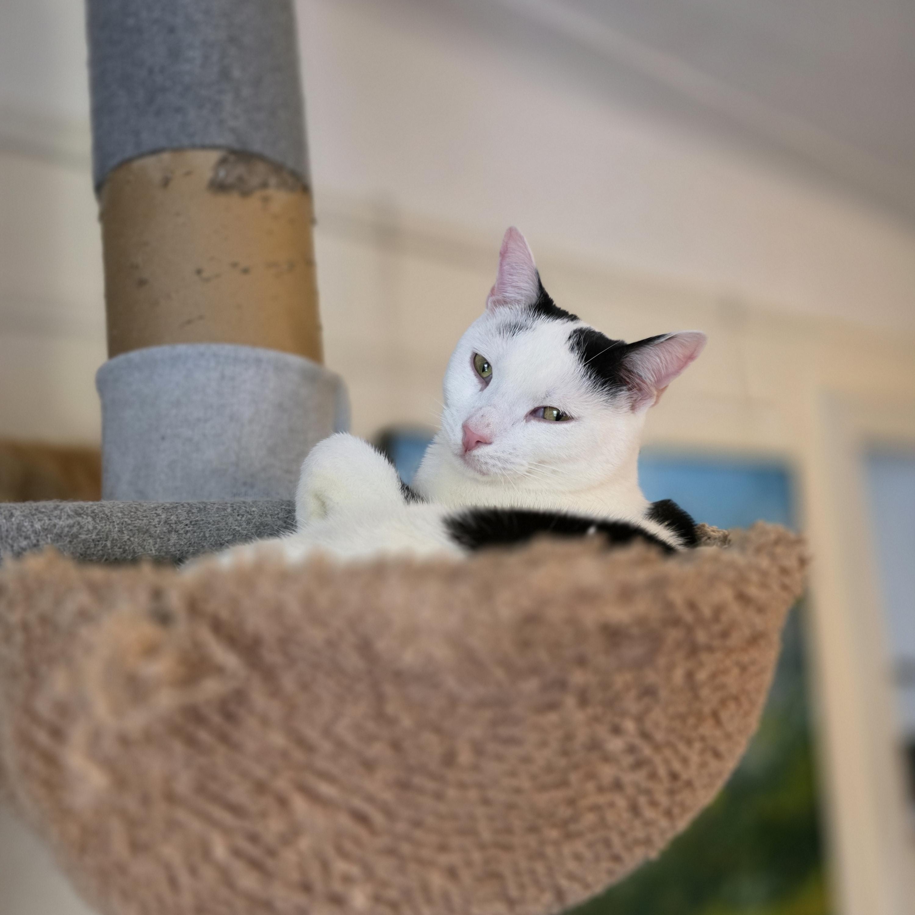 Enlarge Ethan Allen, a ADOPTABLE Domestic Short Hair in Brooklyn, NY image 2/3