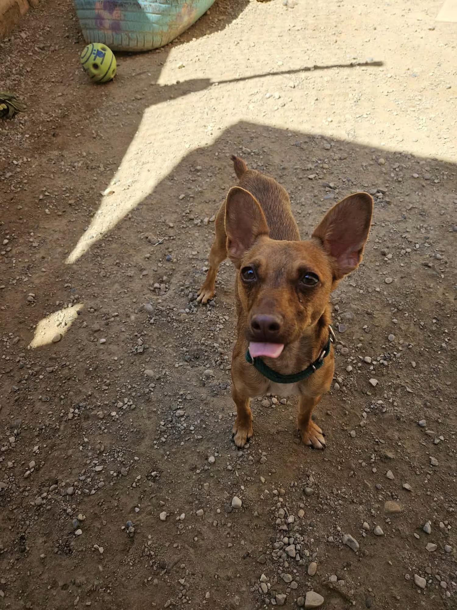 Enlarge Wybie, a ADOPTABLE mixed breed in Sterling Heights, MI image 2/4