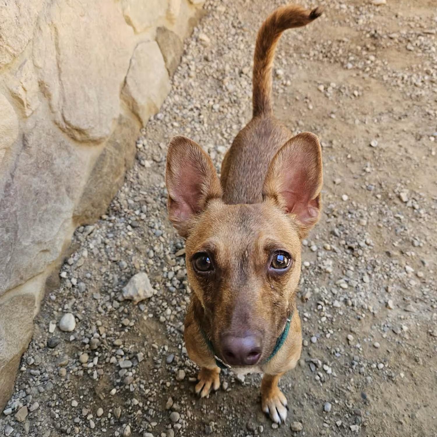 Wybie, ADOPTABLE, Young Male Terrier.