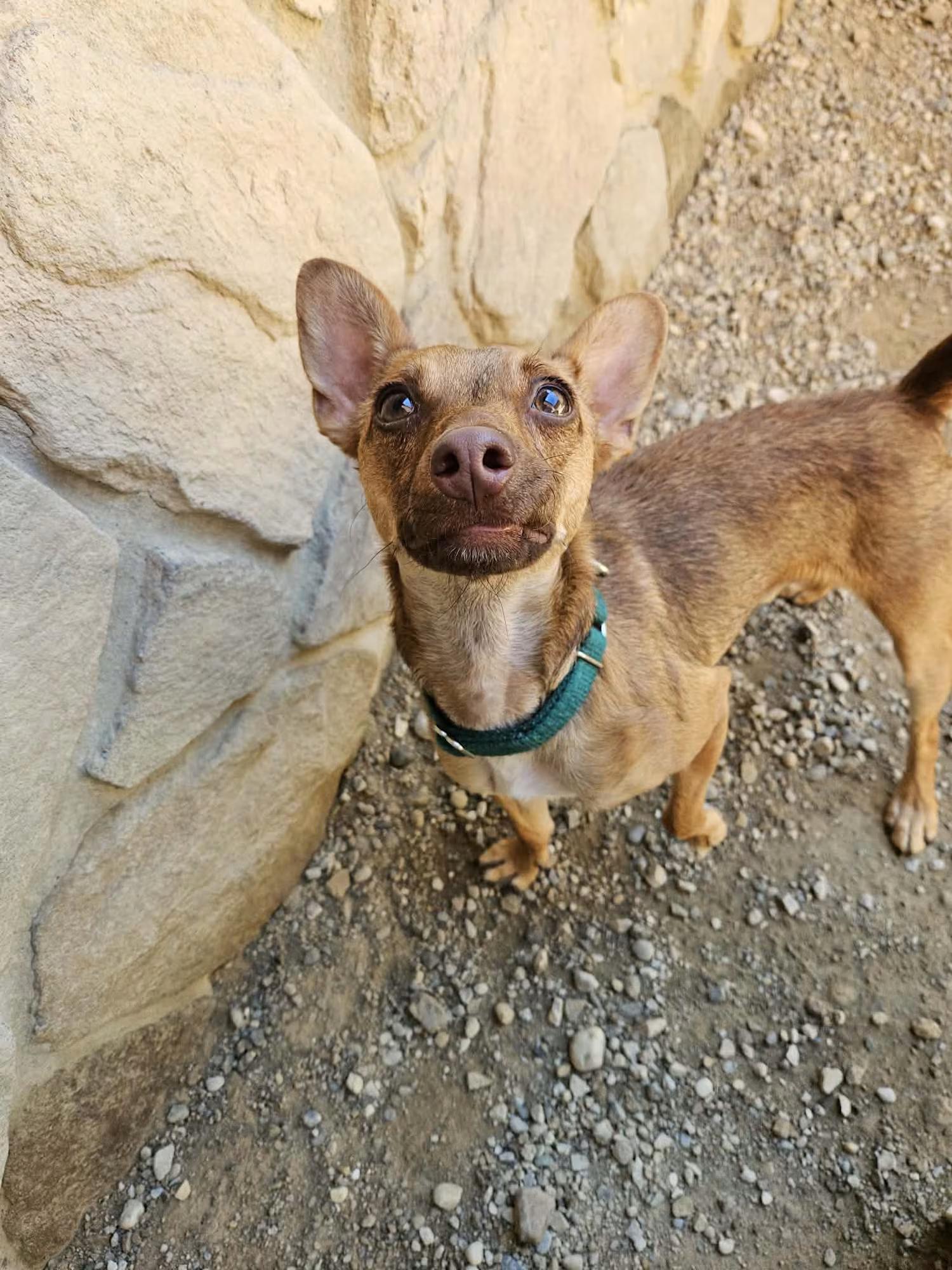 Enlarge Wybie, a ADOPTABLE mixed breed in Sterling Heights, MI image 4/4