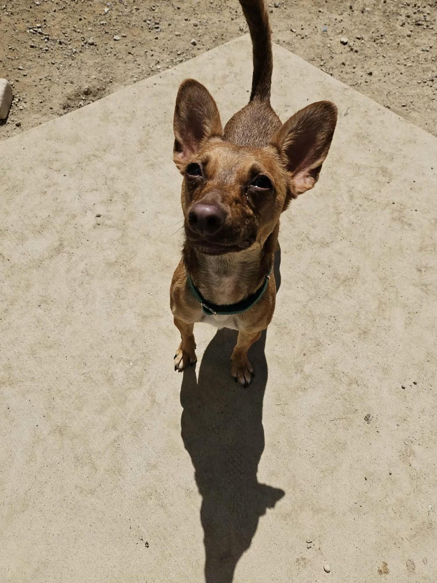 Enlarge Wybie, a ADOPTABLE mixed breed in Sterling Heights, MI image 3/4