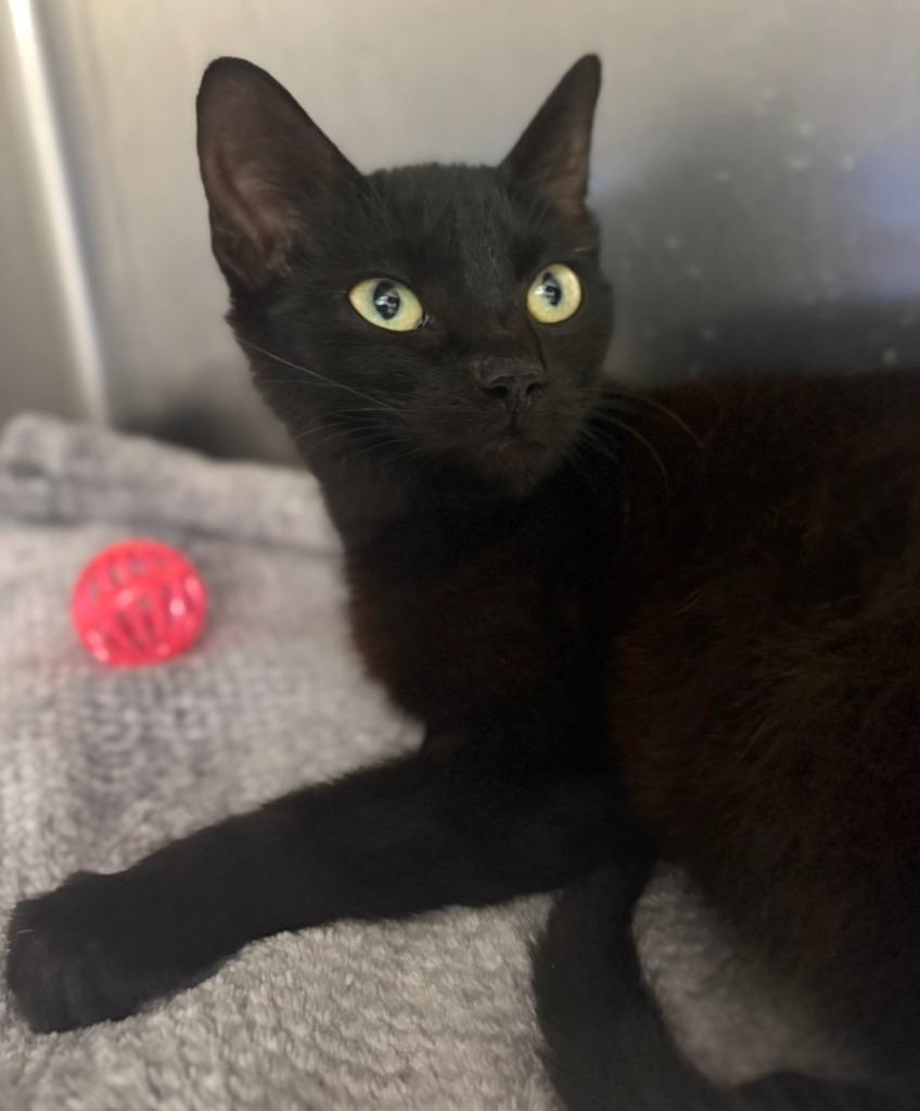 Itty Bitty, Adoptable, Kitten Female Domestic Short Hair.