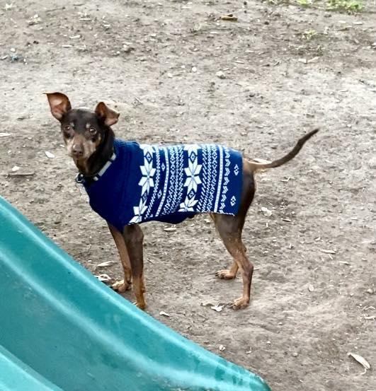 Tom, Adoptable, Adult Male Miniature Pinscher.