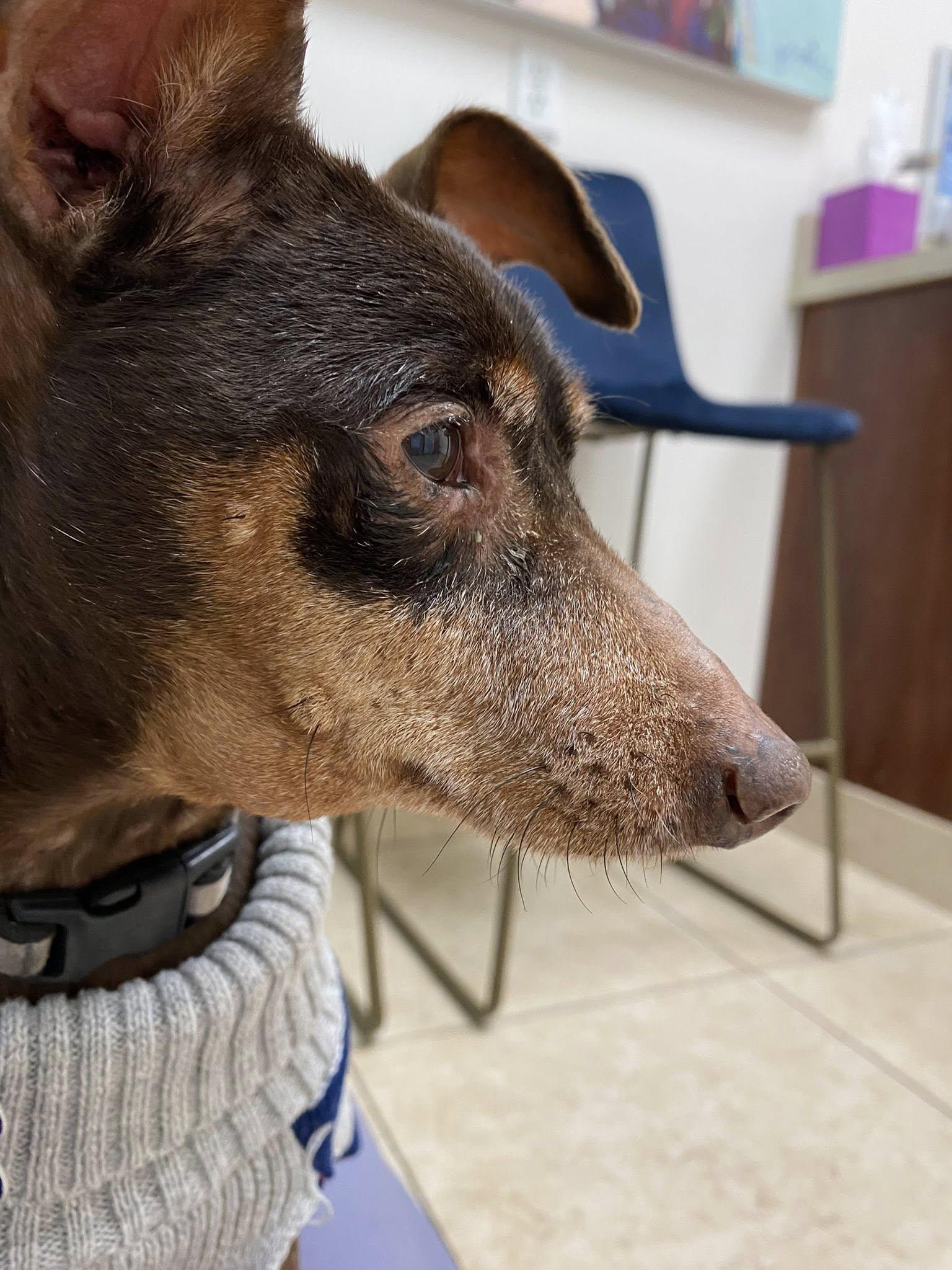 Enlarge Tom, a Adoptable Miniature Pinscher in Houston, TX image 2/6