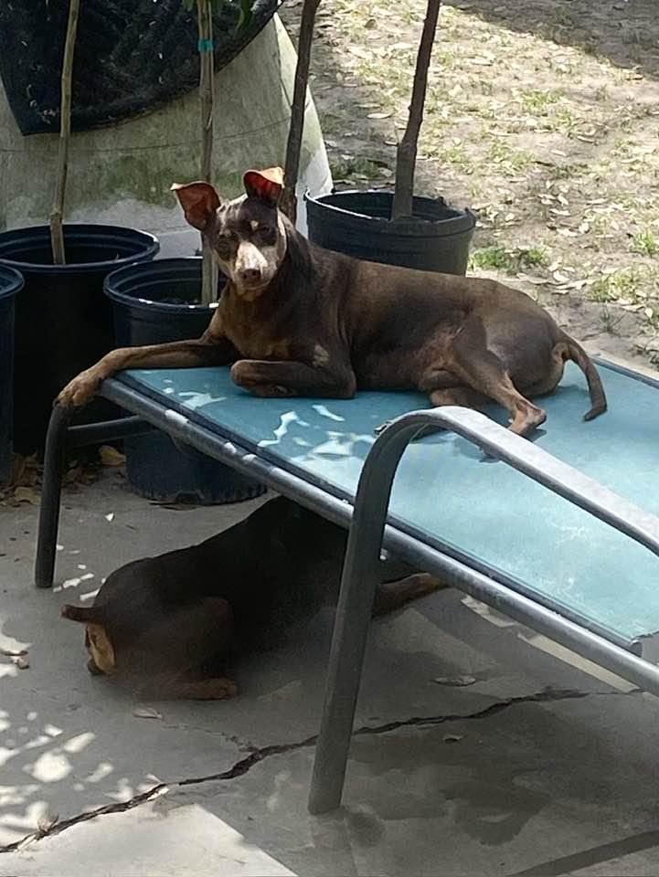 Enlarge Tom, a Adoptable Miniature Pinscher in Houston, TX image 4/6