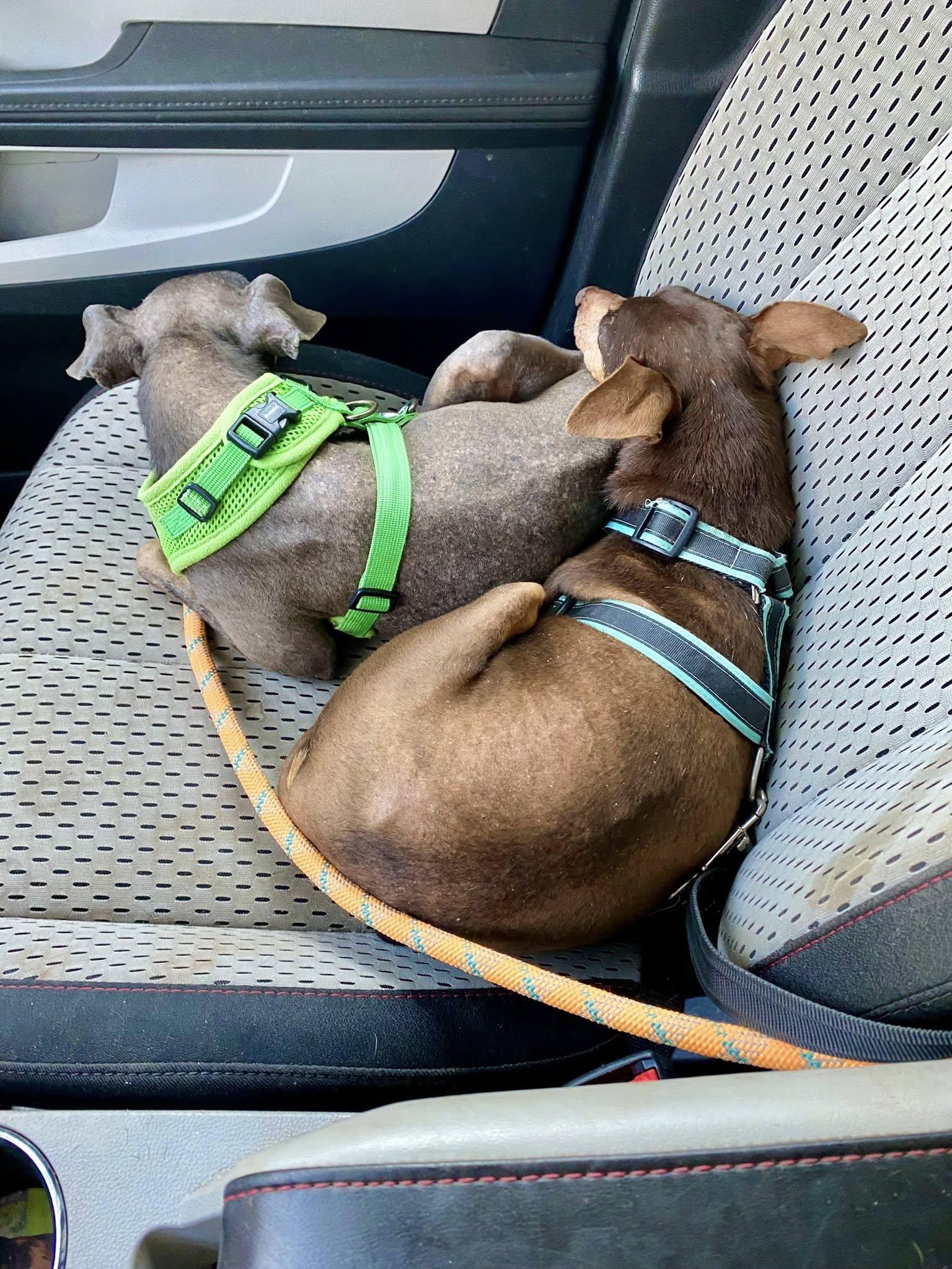 Enlarge Tom, a Adoptable Miniature Pinscher in Houston, TX image 5/6