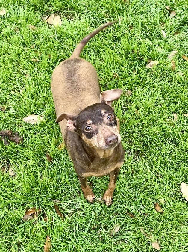 Enlarge Tom, a Adoptable Miniature Pinscher in Houston, TX image 1/1