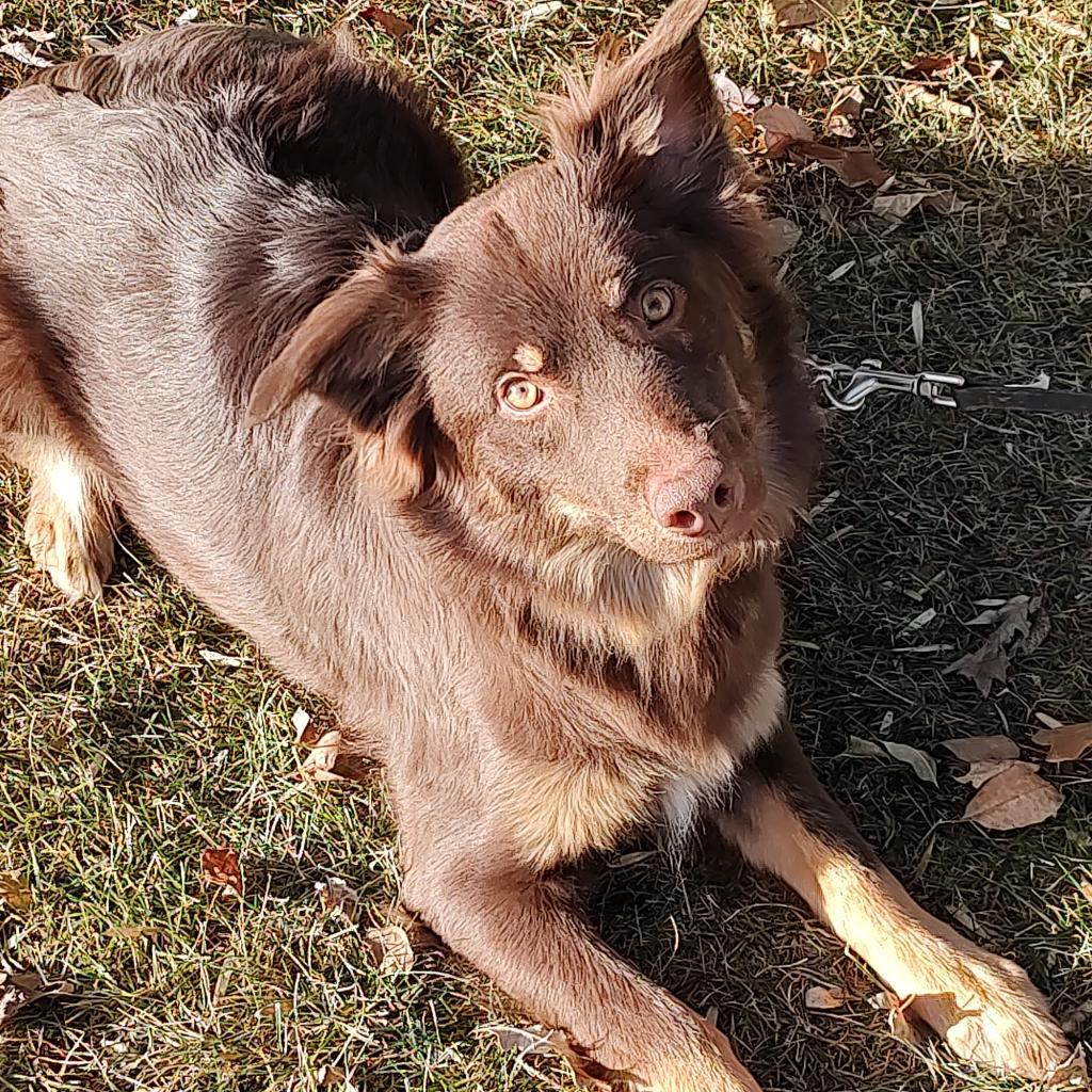 Enlarge Red Raven, a Adoptable Australian Shepherd in Ada, MN image 1/2