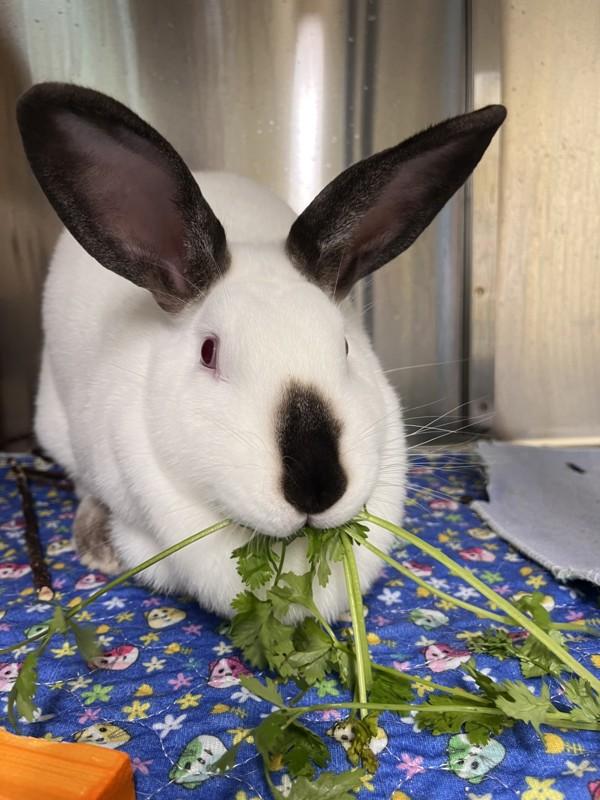 Sophia, Adoptable, Adult Female Californian.