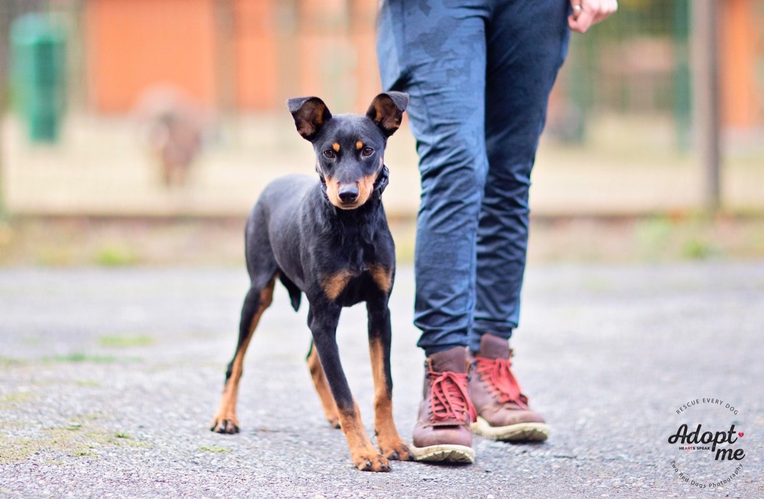 Sunny, a Adoptable mixed breed in Seattle, WA image 1/6