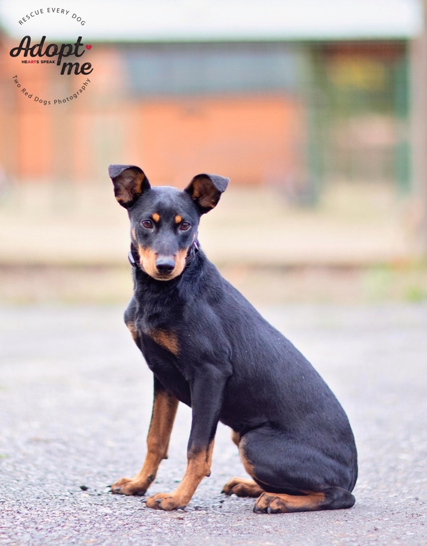 Sunny, a Adoptable mixed breed in Seattle, WA image 2/6