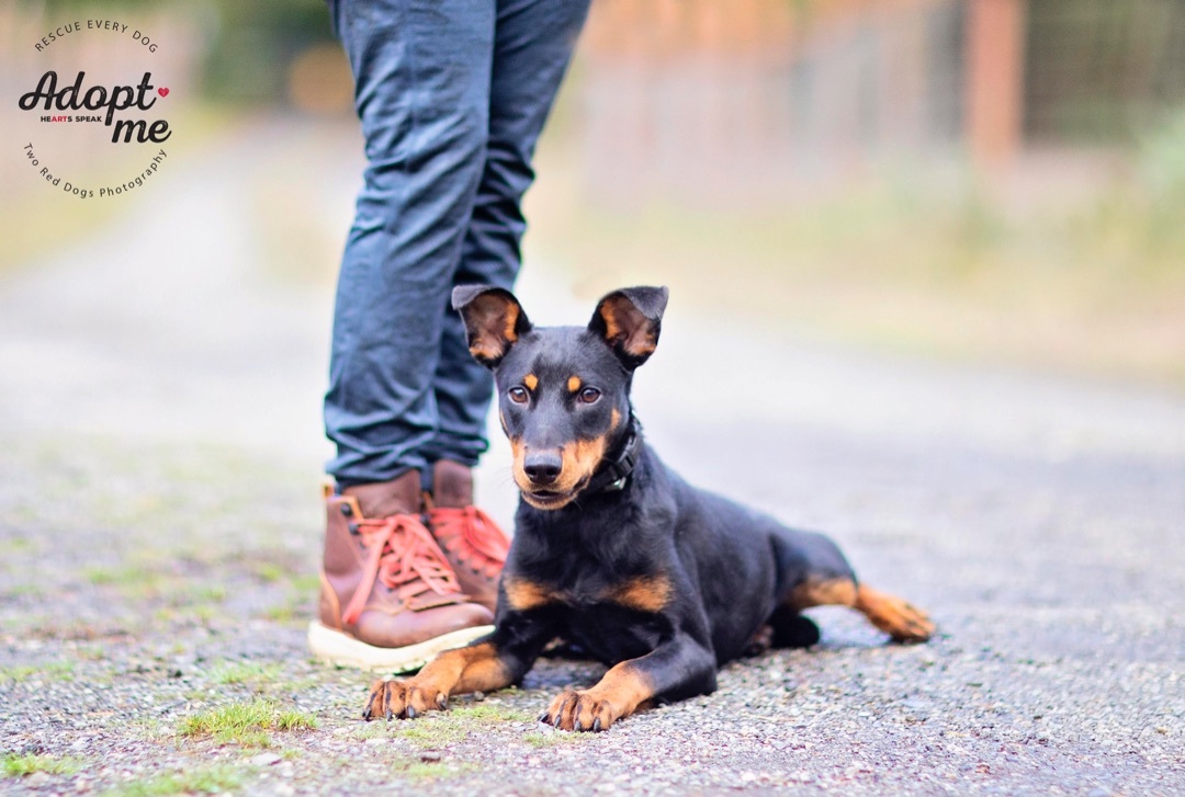 Sunny, Adoptable, Adult Female Doberman Pinscher.