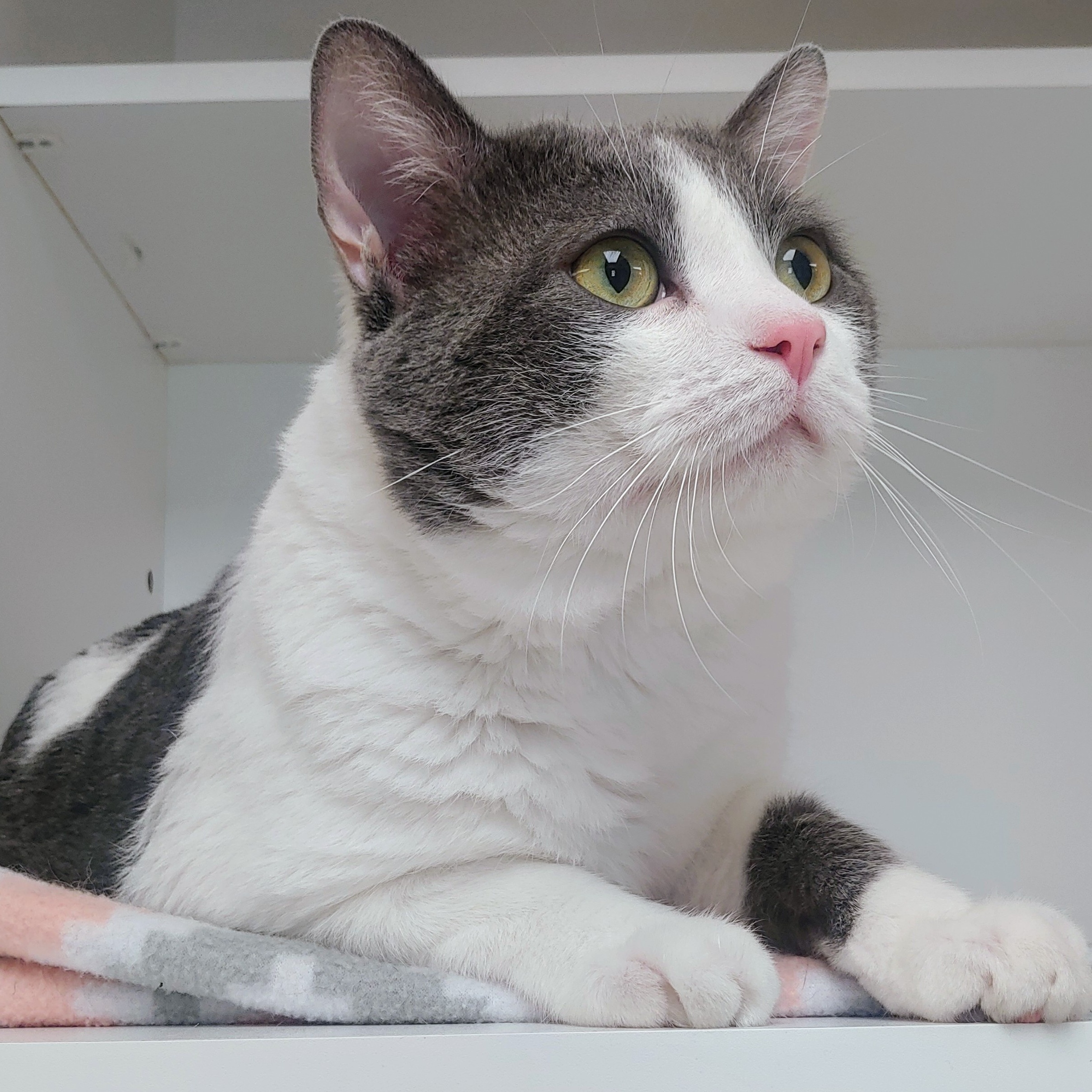 Mookie, a Adoptable Domestic Short Hair in Belmont, NY image 5/5