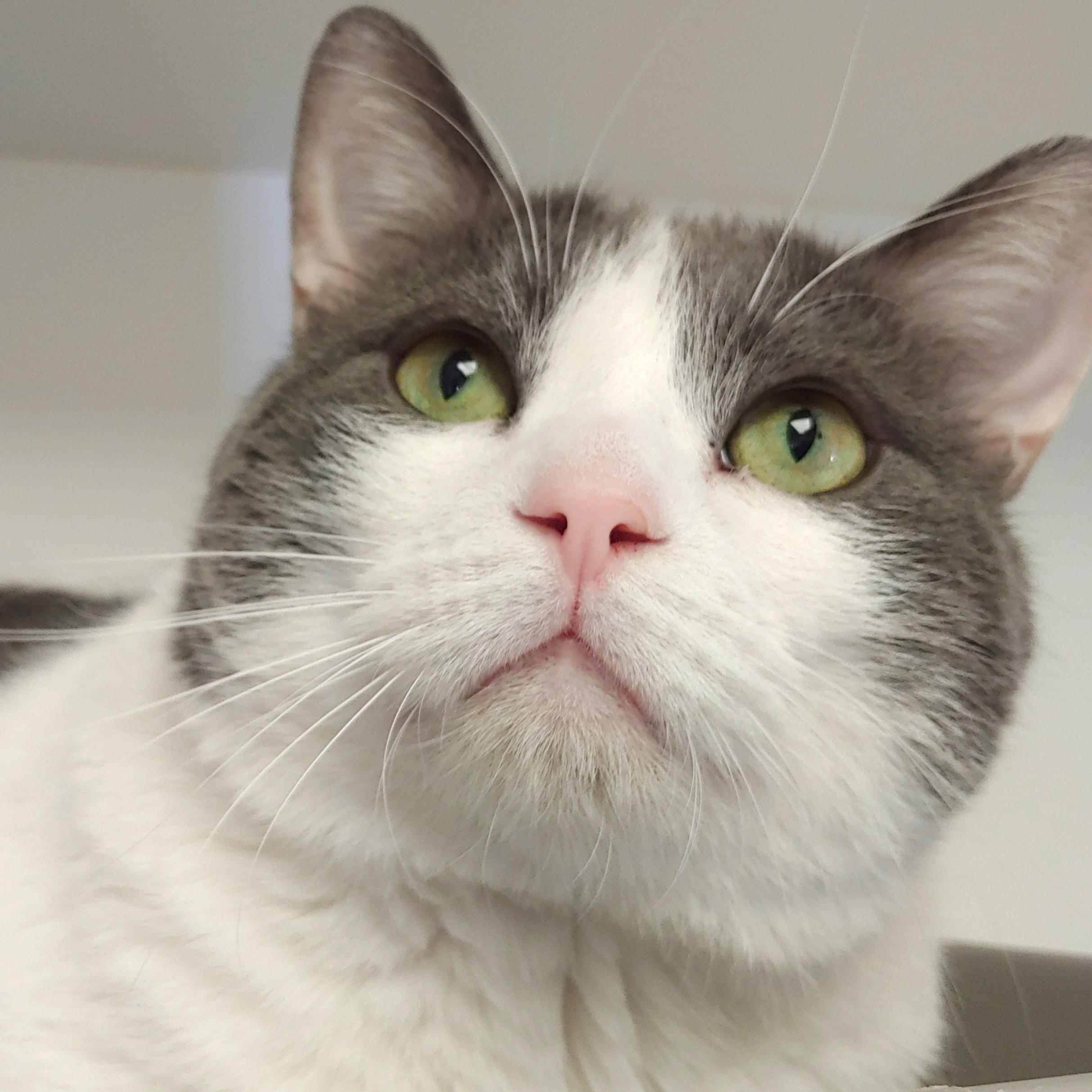 Mookie, Adoptable, Adult Male Domestic Short Hair.