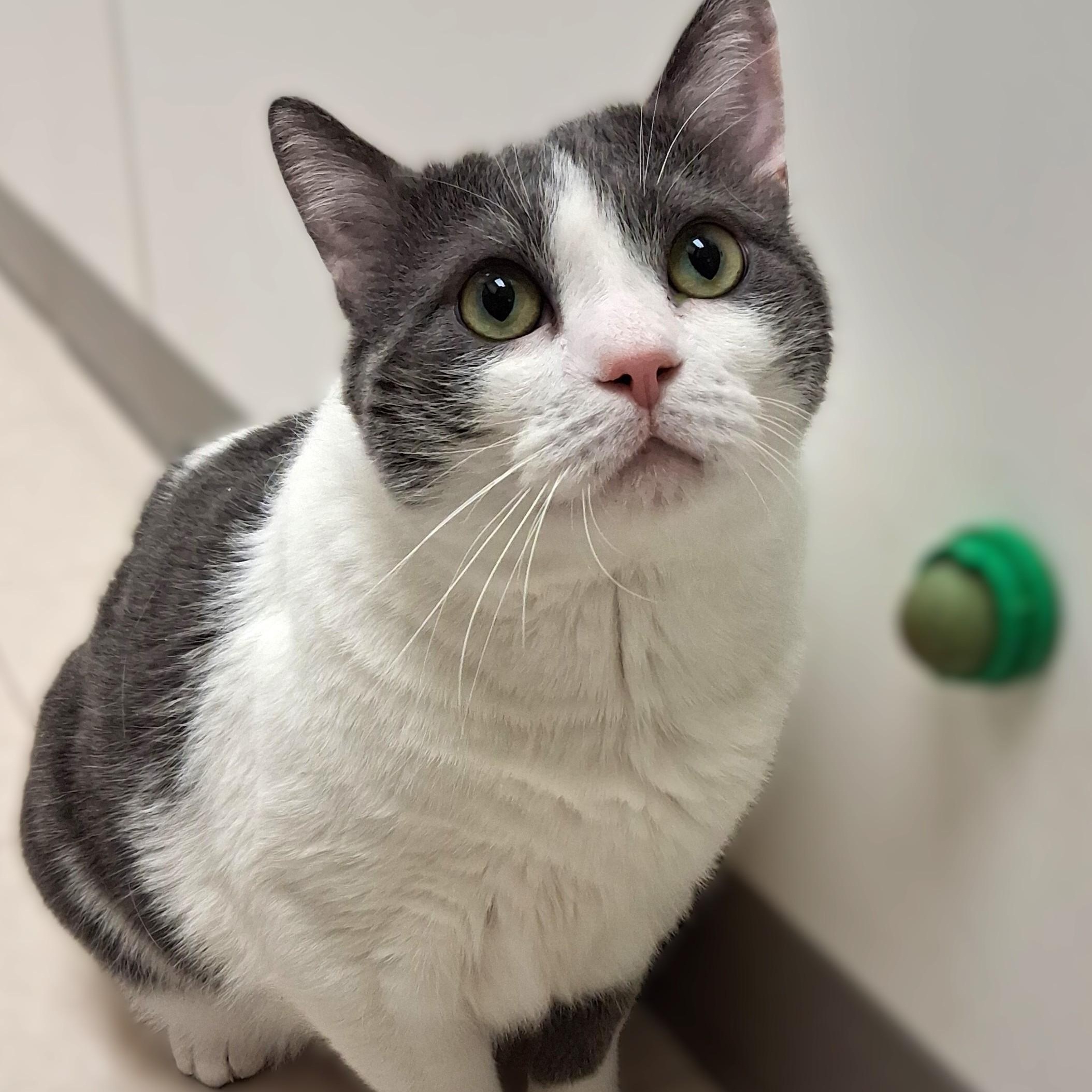 Enlarge Mookie, a Adoptable Domestic Short Hair in Belmont, NY image 1/6