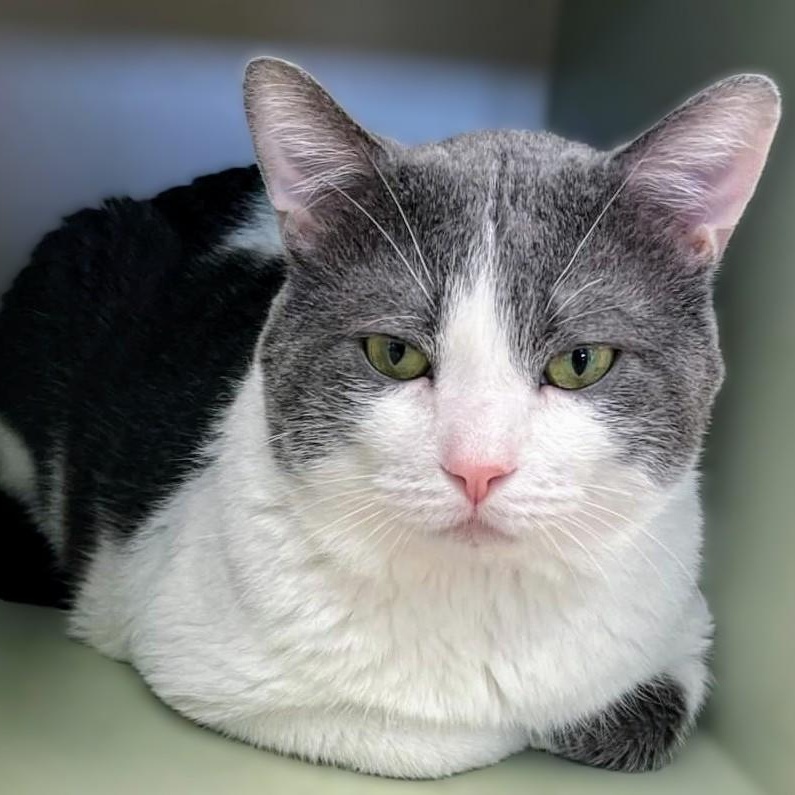 Mookie, a Adoptable Domestic Short Hair in Belmont, NY image 2/5