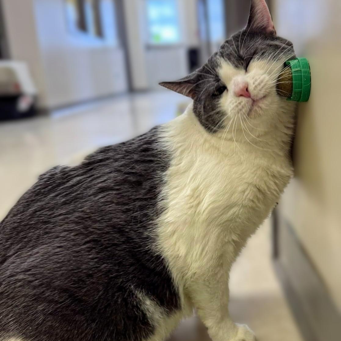 Mookie, a Adoptable Domestic Short Hair in Belmont, NY image 3/5