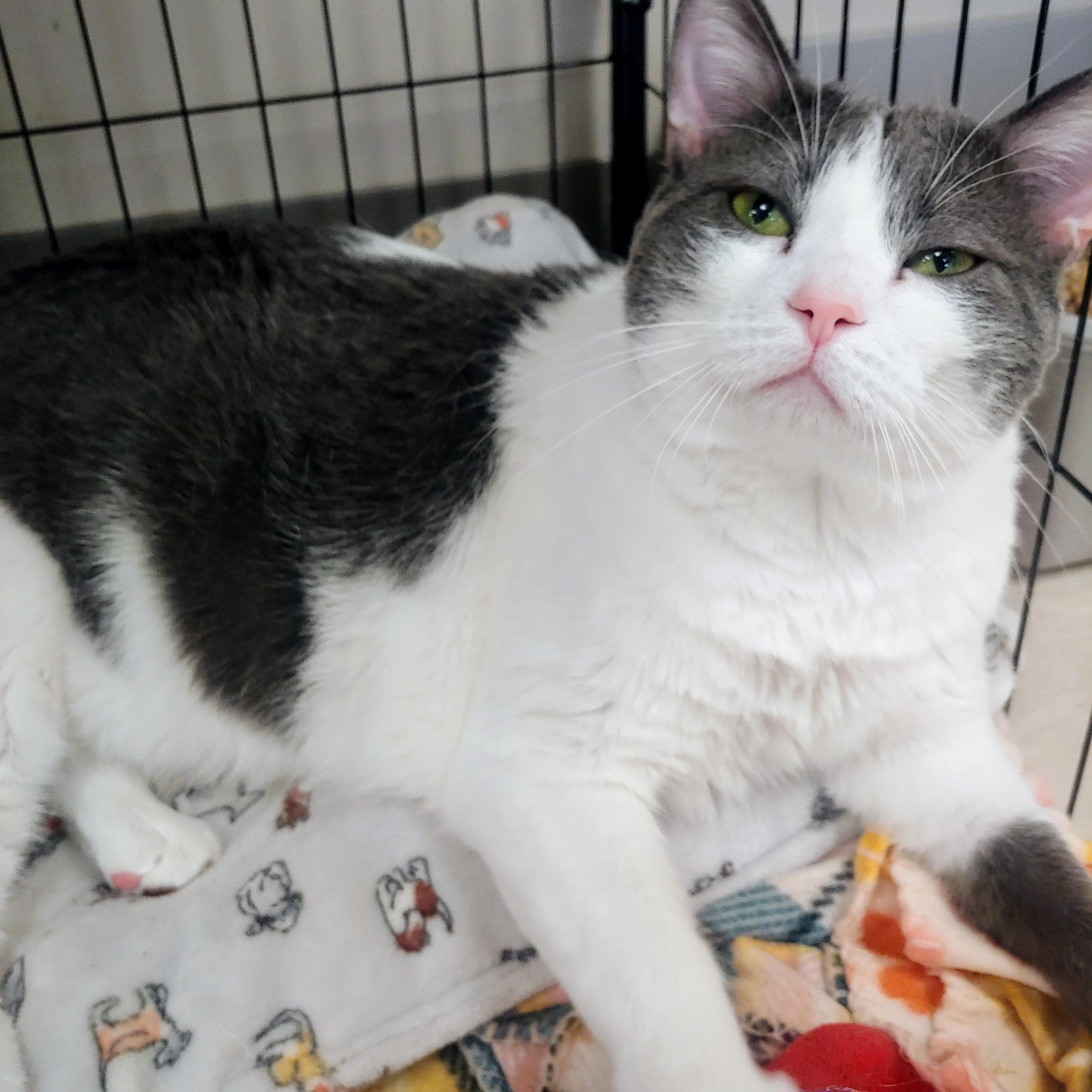 Mookie, a Adoptable Domestic Short Hair in Belmont, NY image 4/5