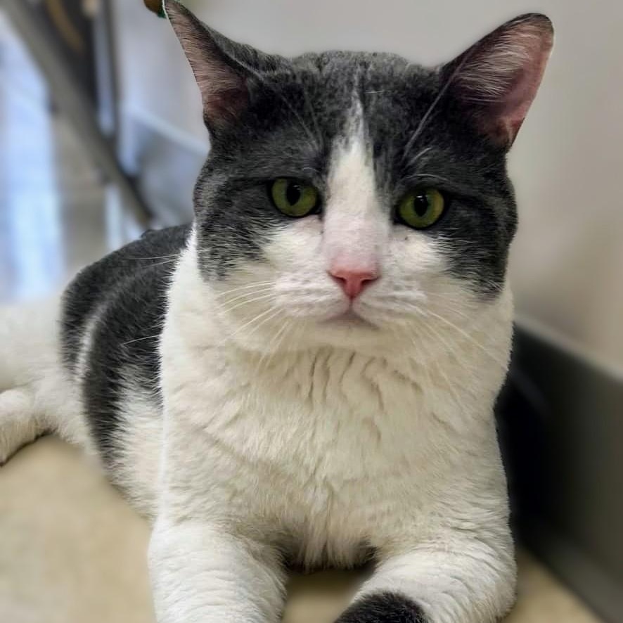 Mookie, Adult Male Domestic Short Hair