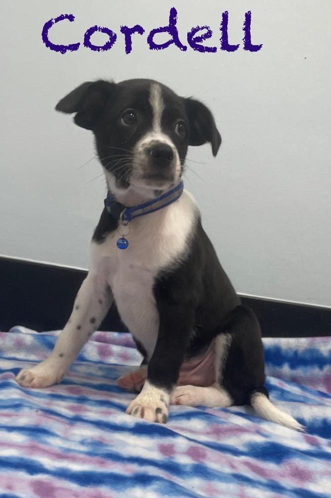 Cordell, Adoptable, Puppy Male Jack Russell Terrier & Border Collie.