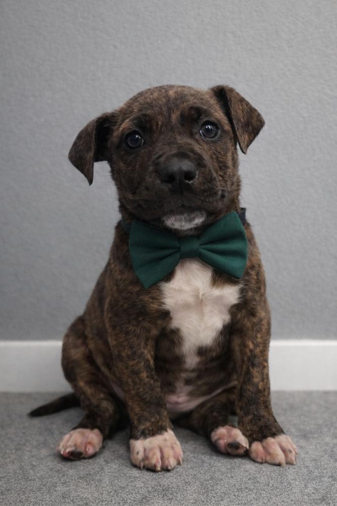 Tripp, Adopted, Puppy Male Pit Bull Terrier.