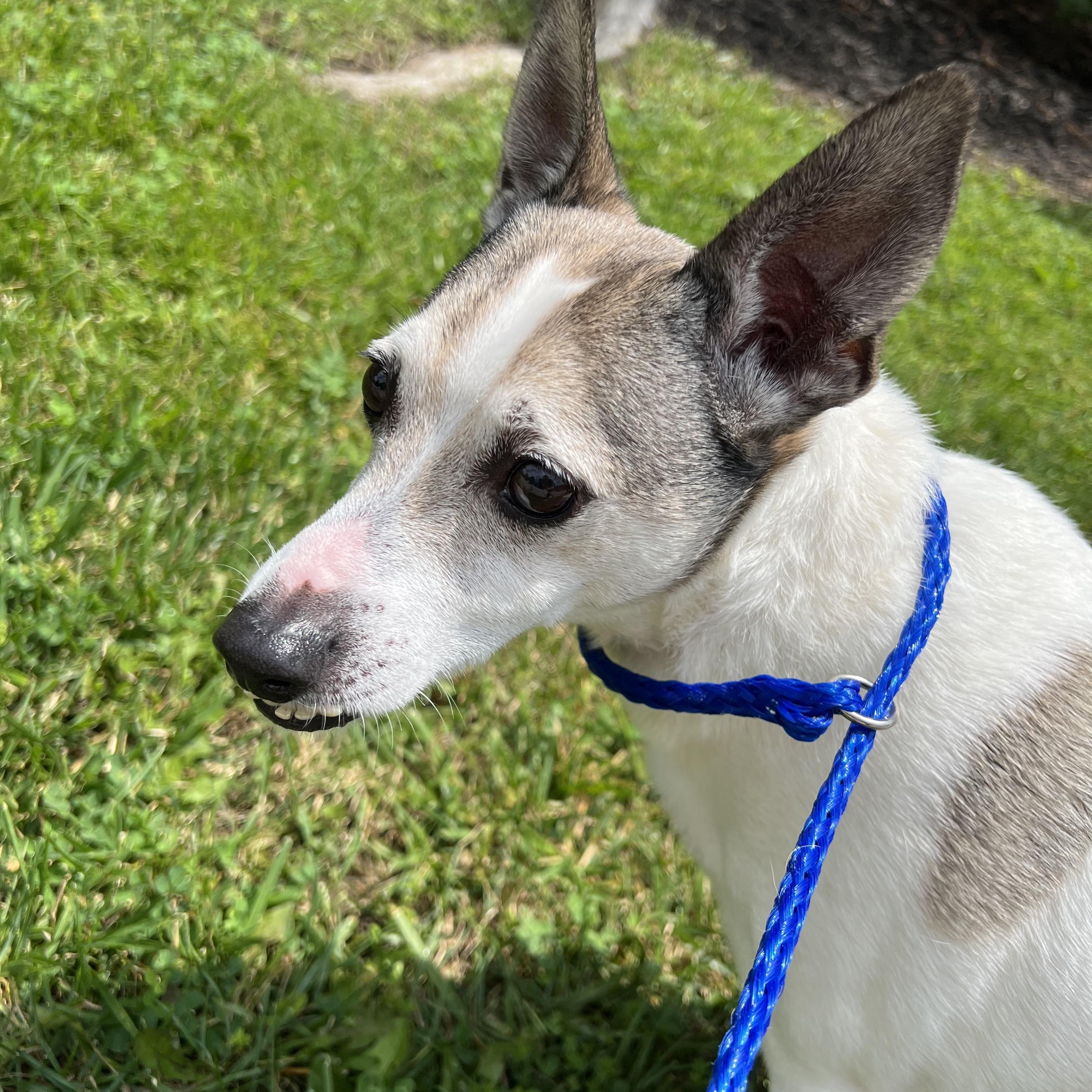 Enlarge Banx, a Adoptable mixed breed in Lyndhurst, OH image 3/5