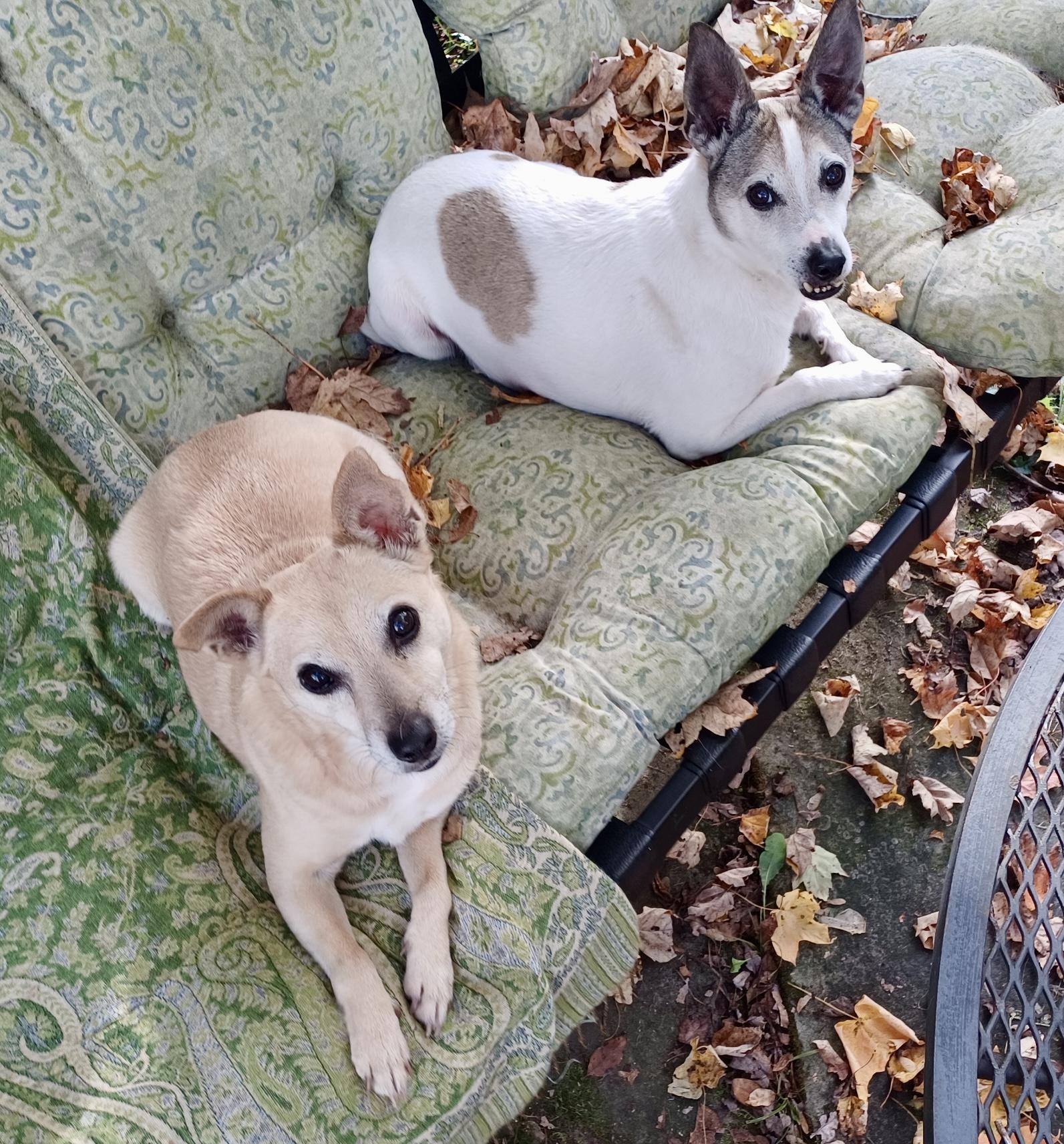 Enlarge Banx, a Adoptable mixed breed in Lyndhurst, OH image 2/5