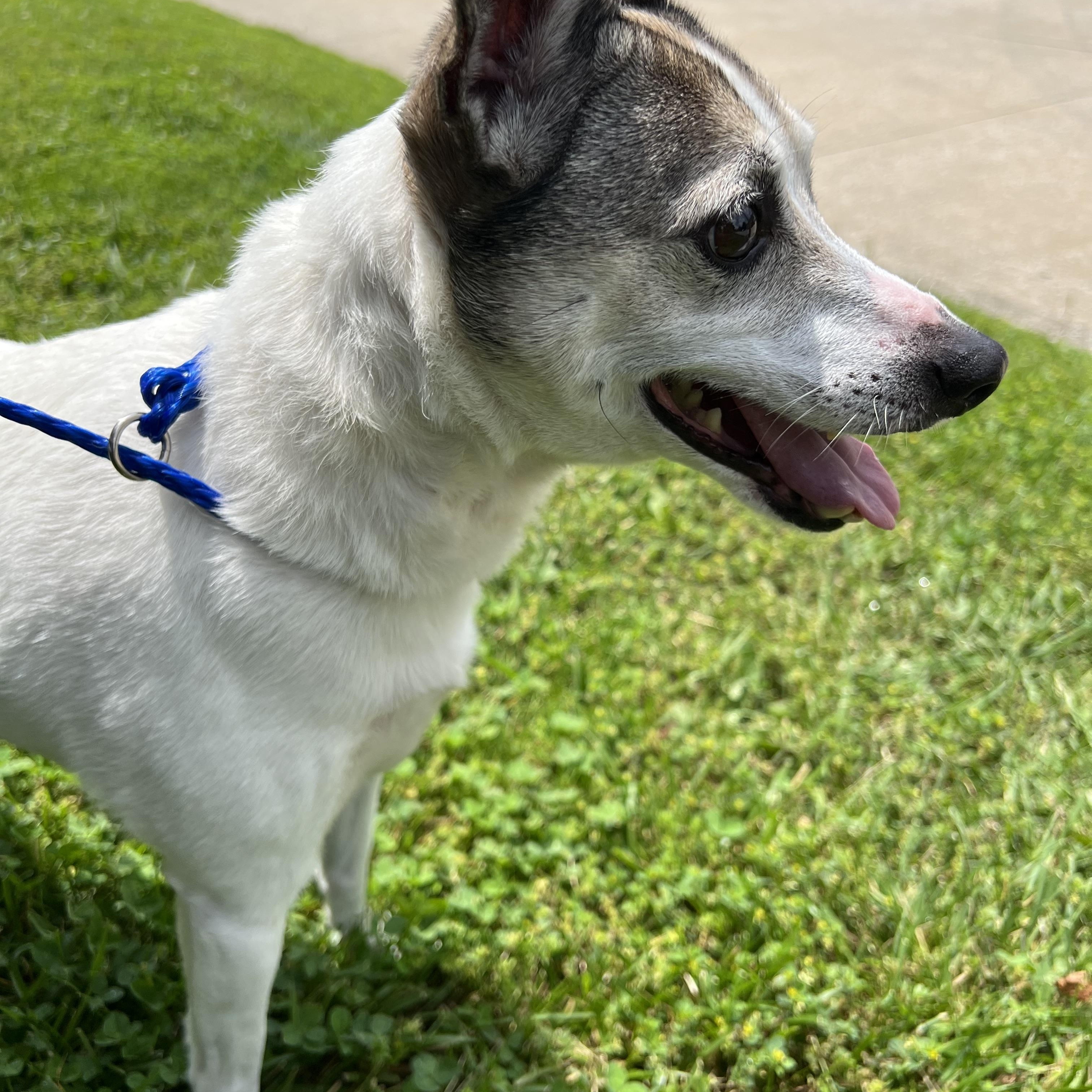 Enlarge Banx, a Adoptable mixed breed in Lyndhurst, OH image 4/5