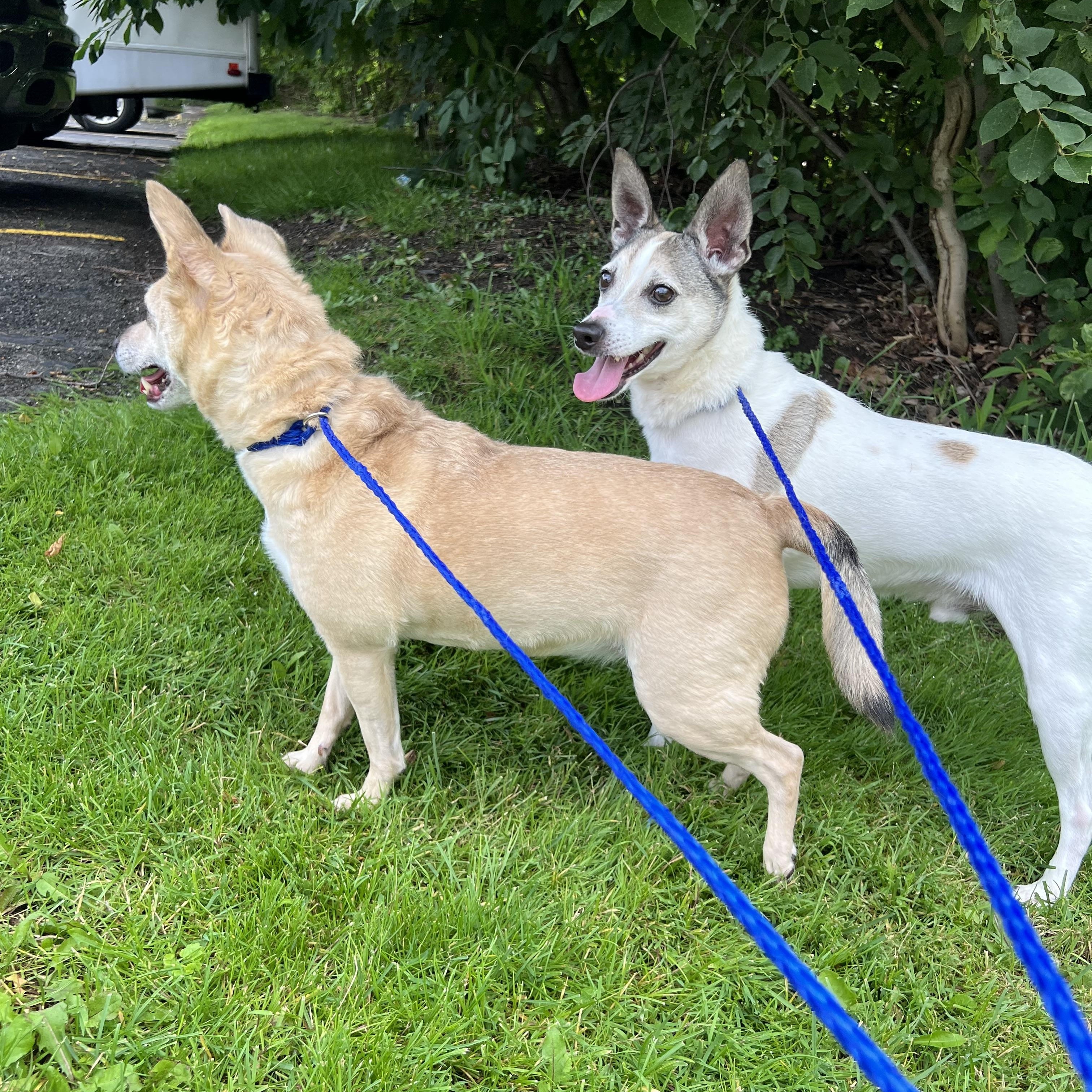 Enlarge Banx, a Adoptable mixed breed in Lyndhurst, OH image 5/5
