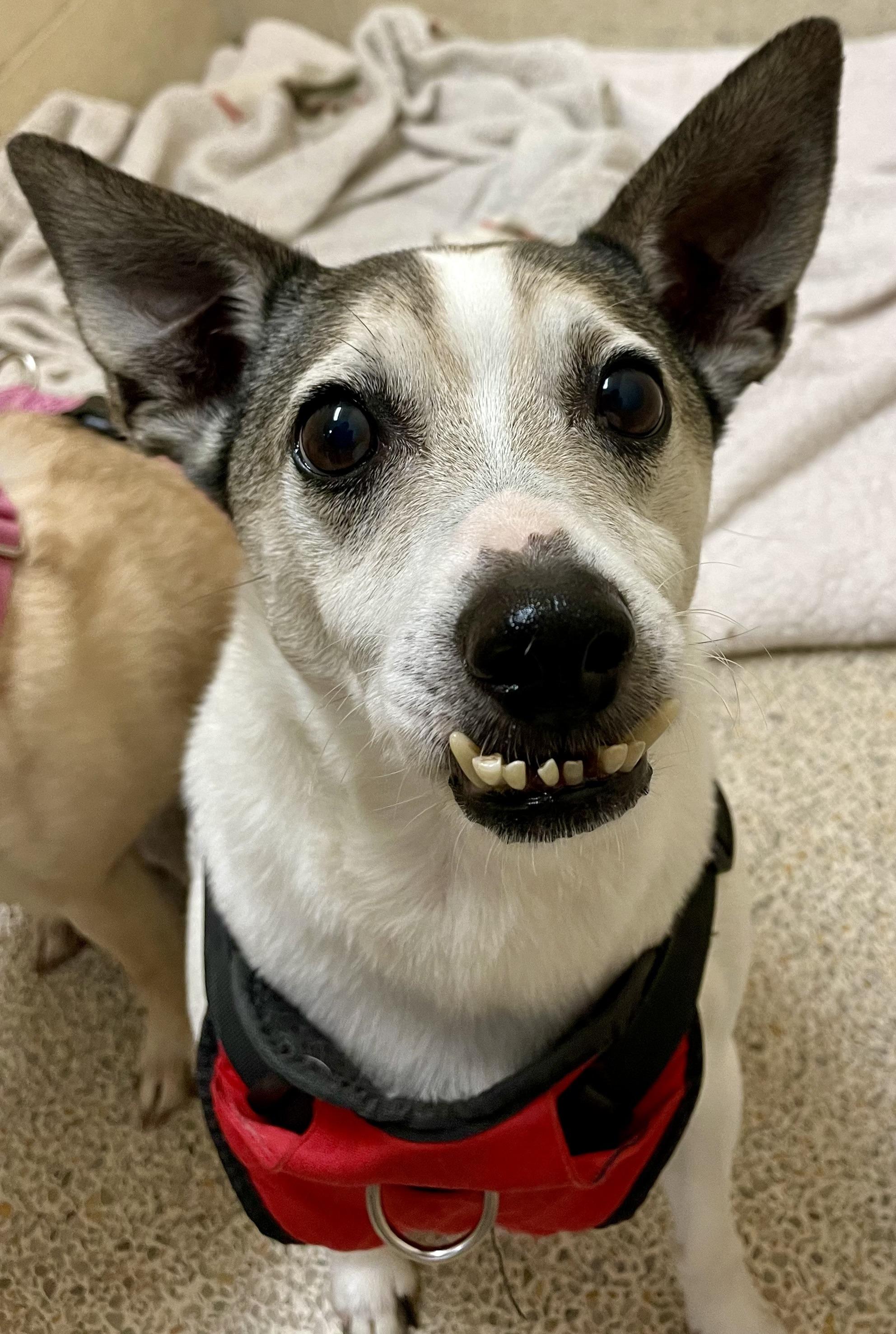 Enlarge Banx, a Adoptable mixed breed in Lyndhurst, OH image 1/5