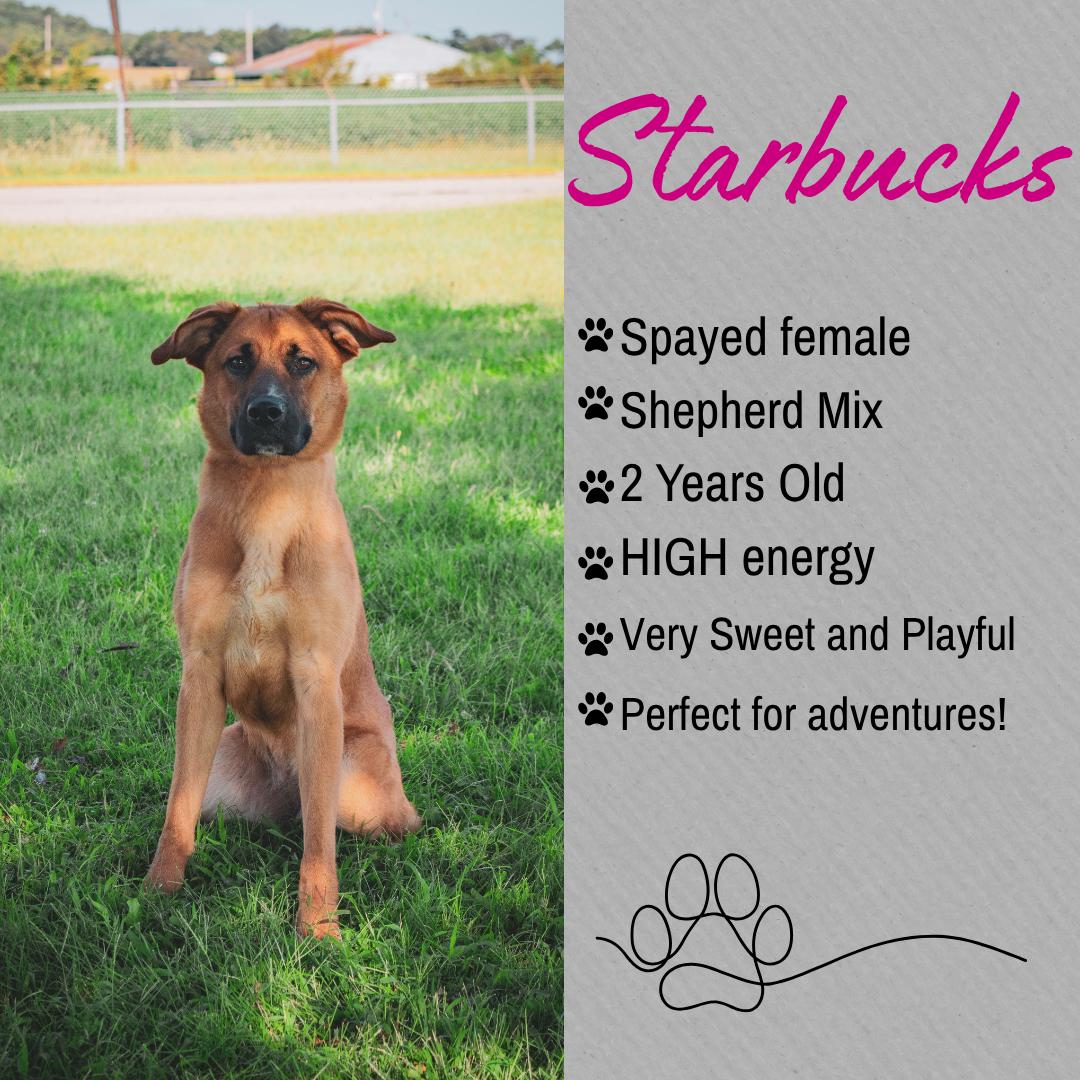 Starbucks, ADOPTABLE, Adult Female Shepherd.