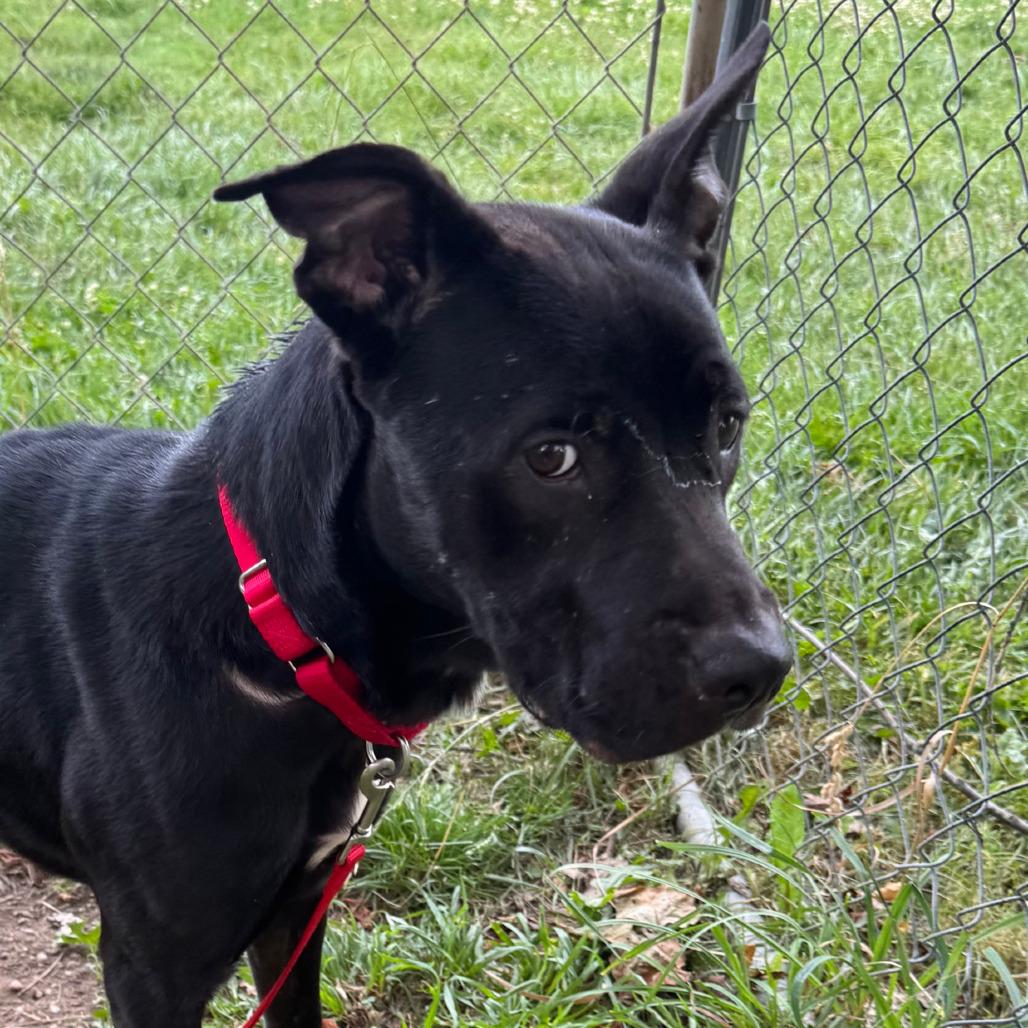 Vanessa, Adoptable, Adult Female Shepherd & Labrador Retriever.