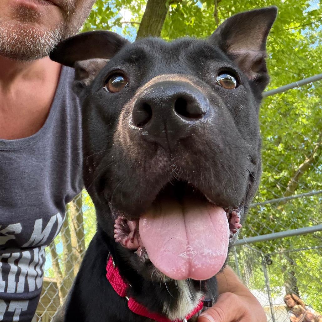 Vanessa, Adoptable, Adult Female Shepherd & Labrador Retriever.
