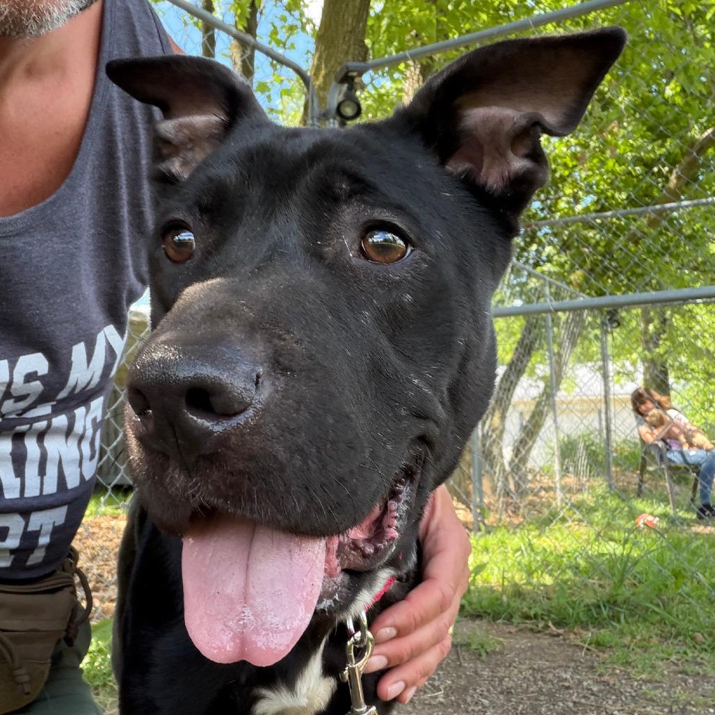 Enlarge Vanessa, a Adoptable mixed breed in Columbia Station, OH image 3/6