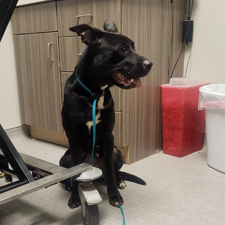 Enlarge Vanessa, a Adoptable mixed breed in Columbia Station, OH image 4/6