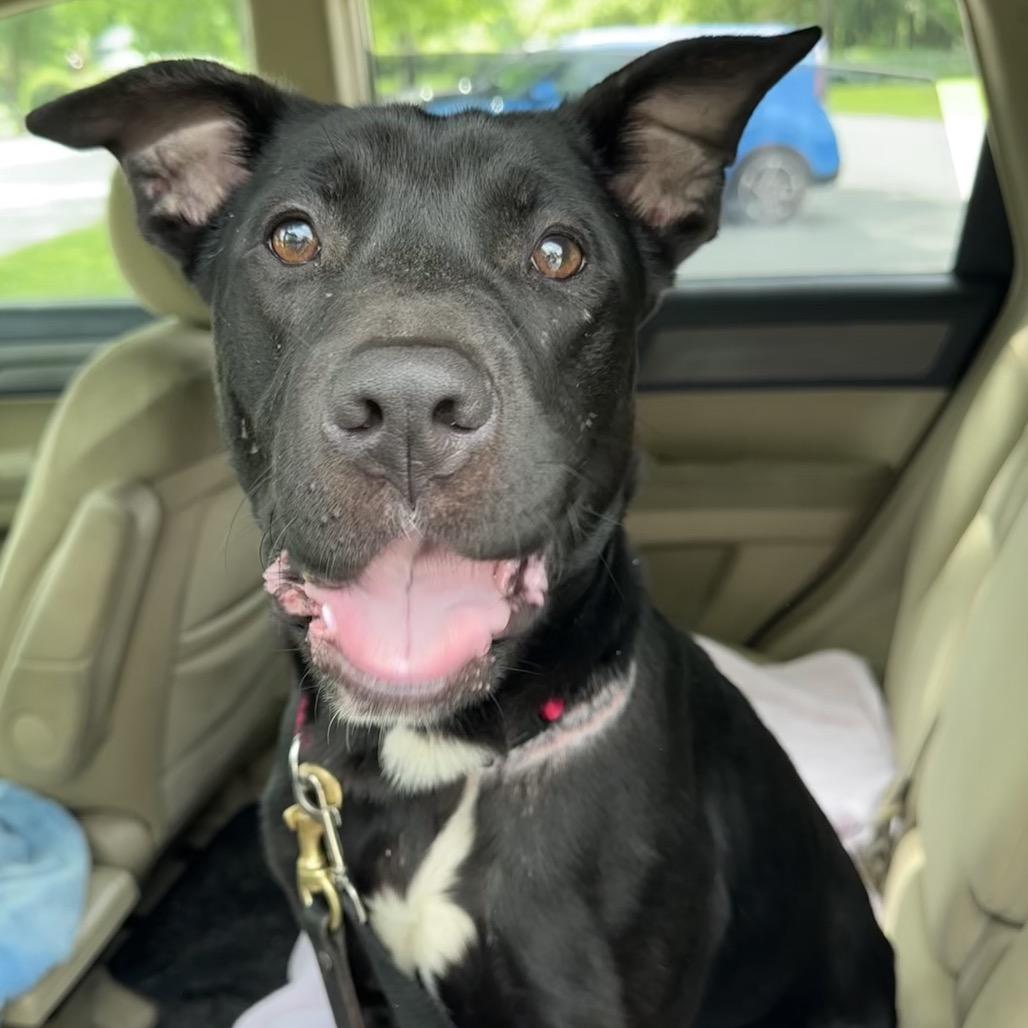Enlarge Vanessa, a Adoptable mixed breed in Columbia Station, OH image 5/6