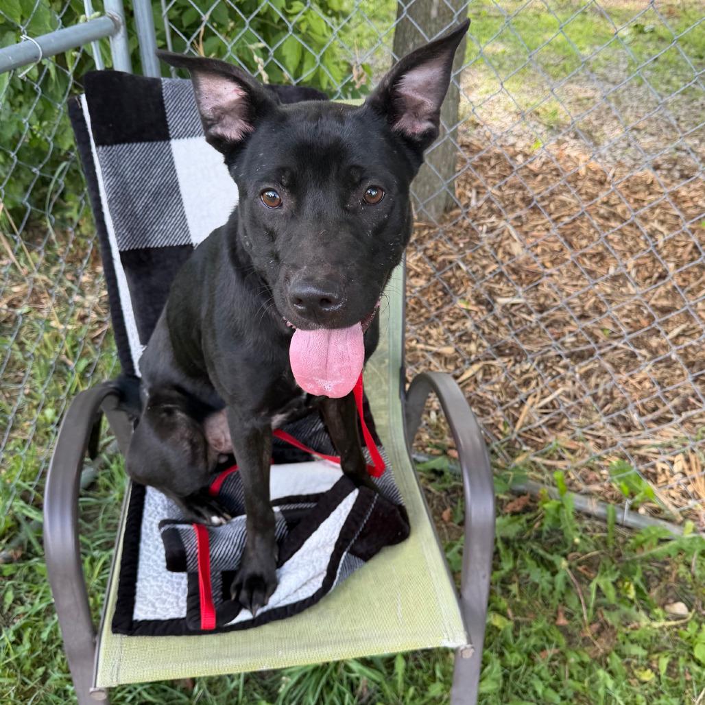 Enlarge Vanessa, a Adoptable mixed breed in Columbia Station, OH image 6/6